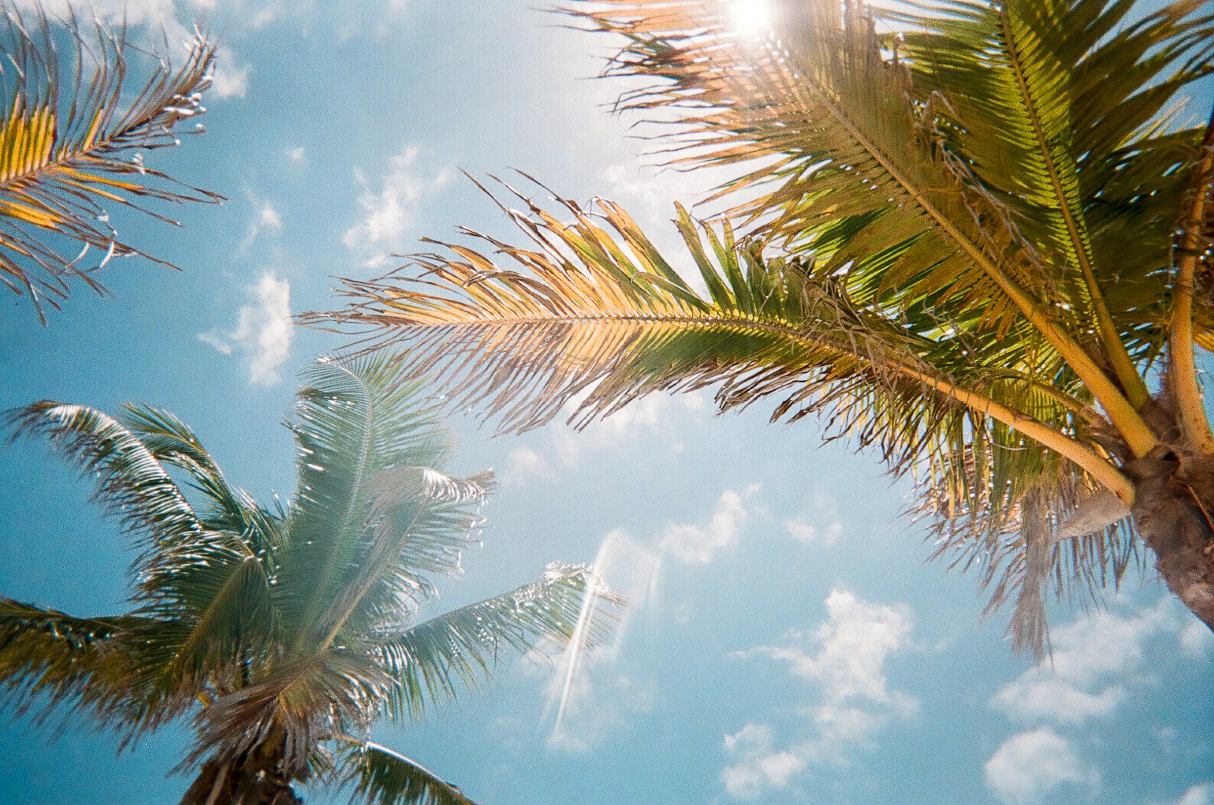 palmträdstoppar med blå himmel och vita moln i Florida, USA