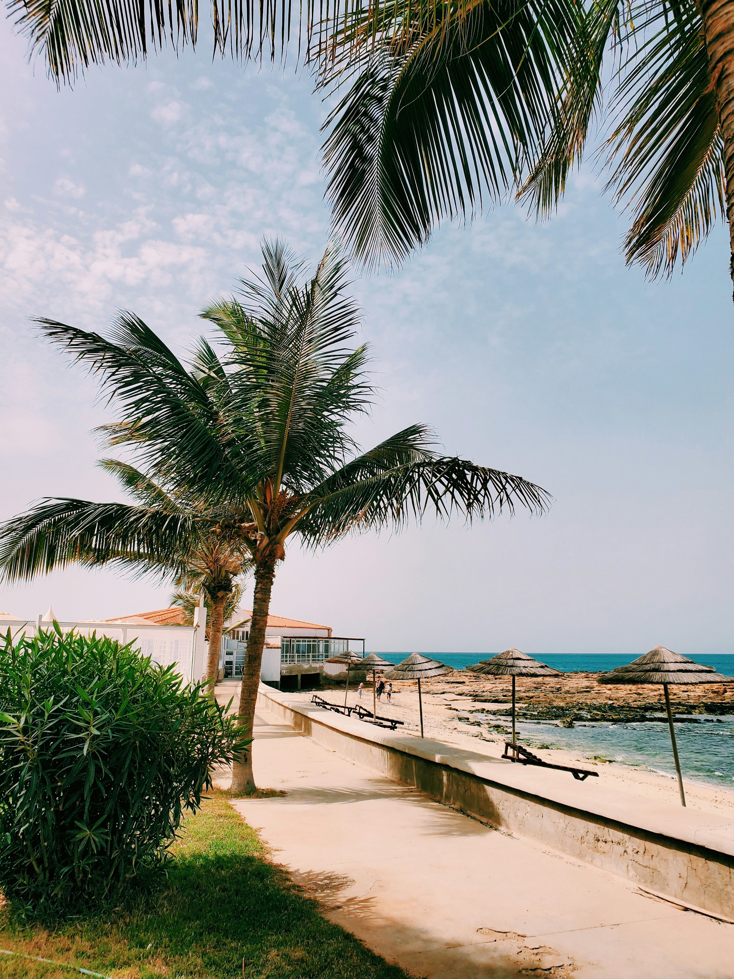 Palm trees down to the sea on a promenade