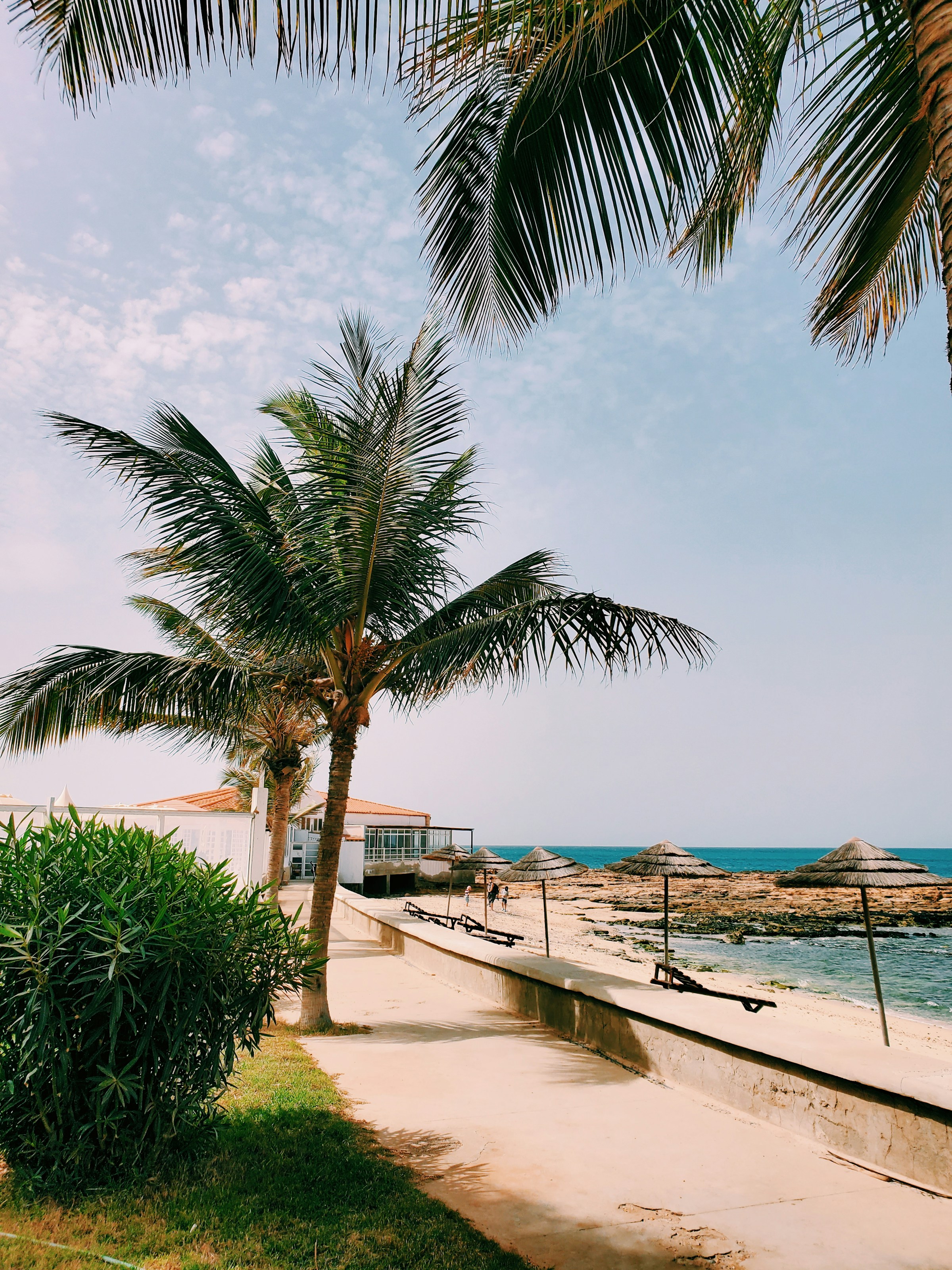 palmträd ned mot havet vid en strandpromenad