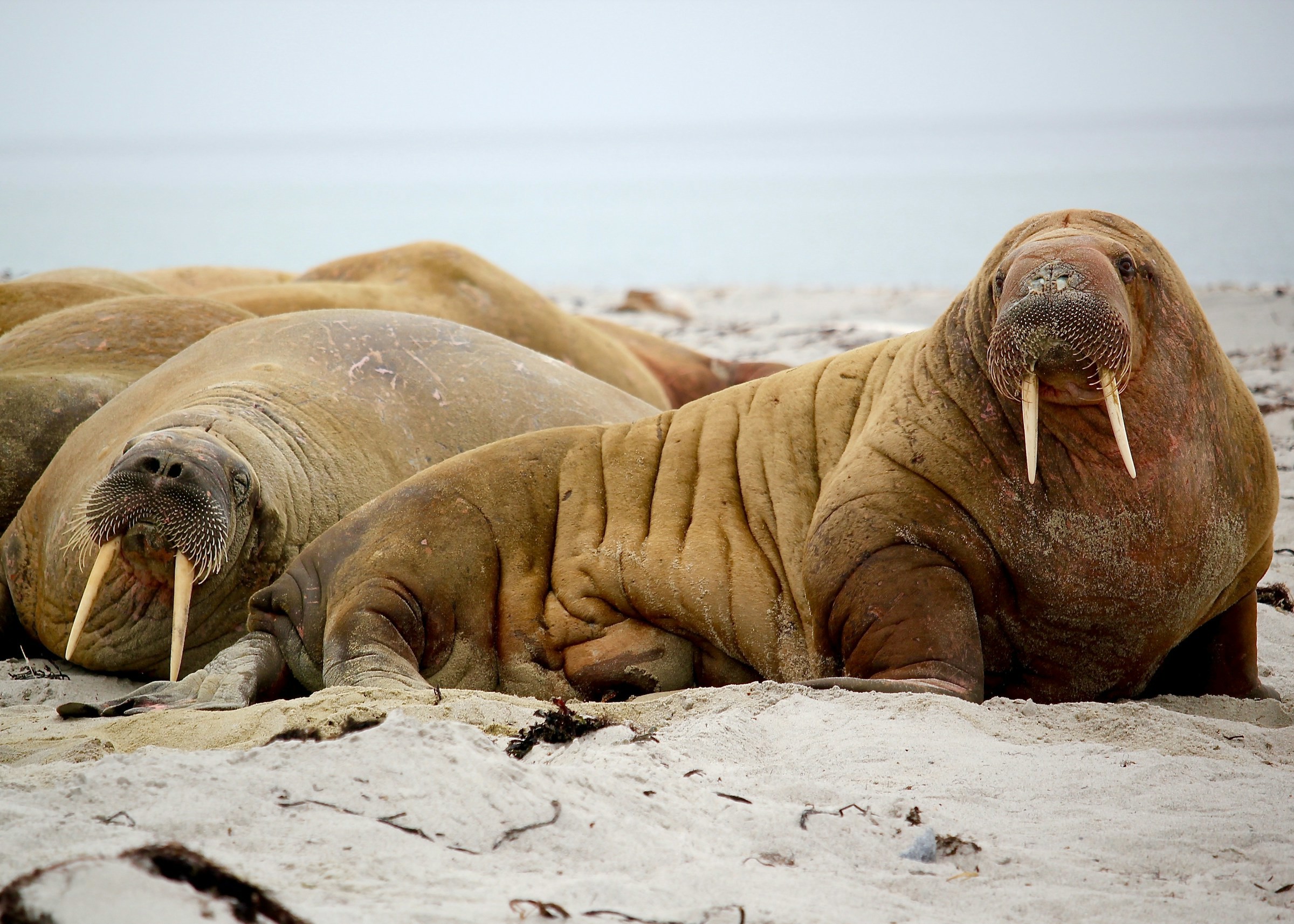 Walruses are located on a pebble beach in Svalbard, Norway