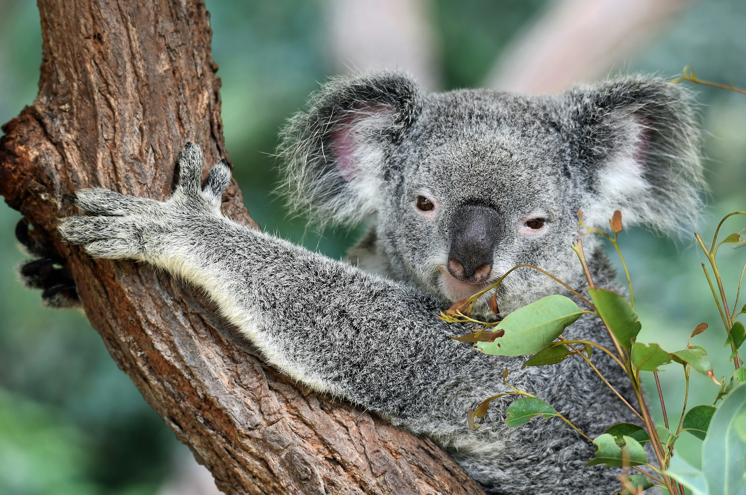 Koala sits in a tree and holds on facing the camera