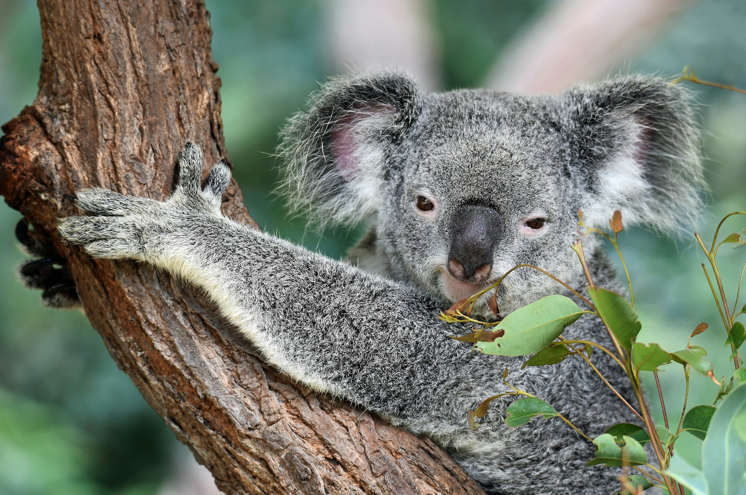 Koala som sitter på gren och äter eukalyptusblad i sitt naturliga habitat i Australien.