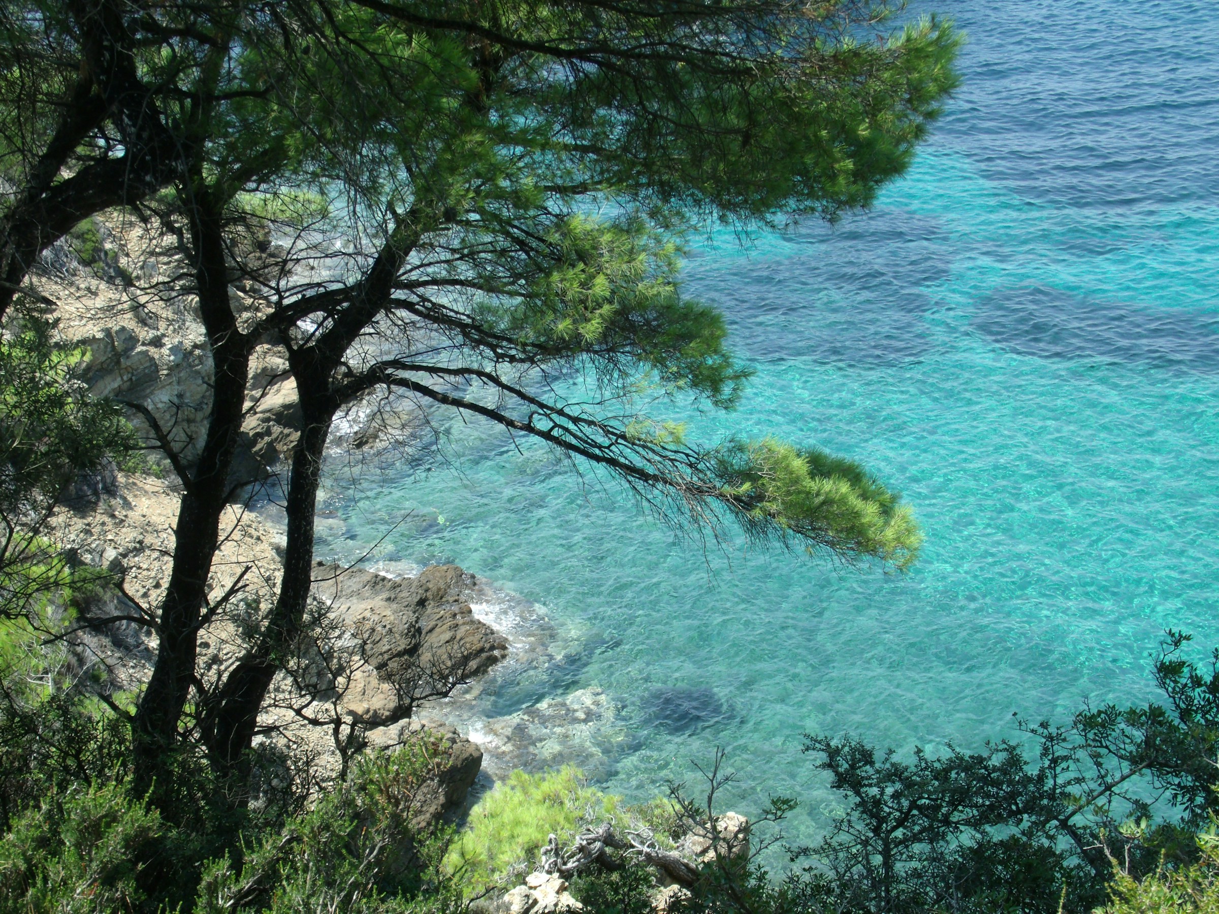 Klart turkos hav vid klippig kust med gröna träd i förgrunden på Skiathos, Grekland