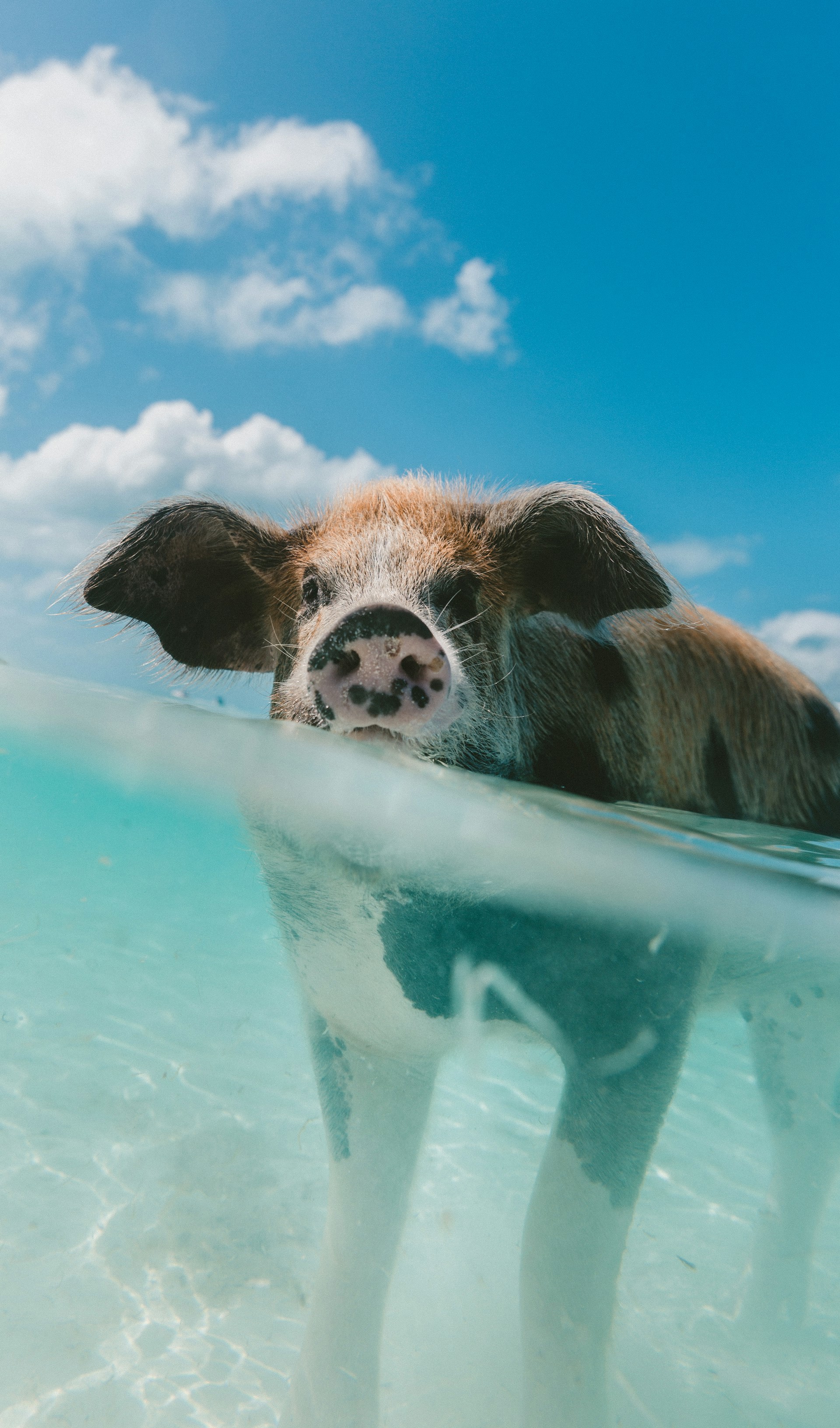 Simmande gris som tittar in i kameran under vattenytan på en solig dag i Bahamas