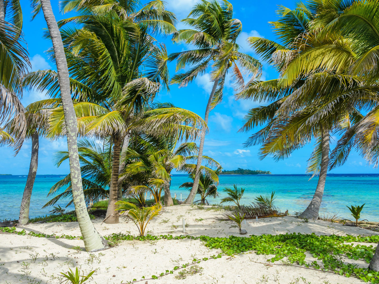 Resa till Belize - Tropisk strand med palmer och kristallklart vatten under en klarblå himmel.