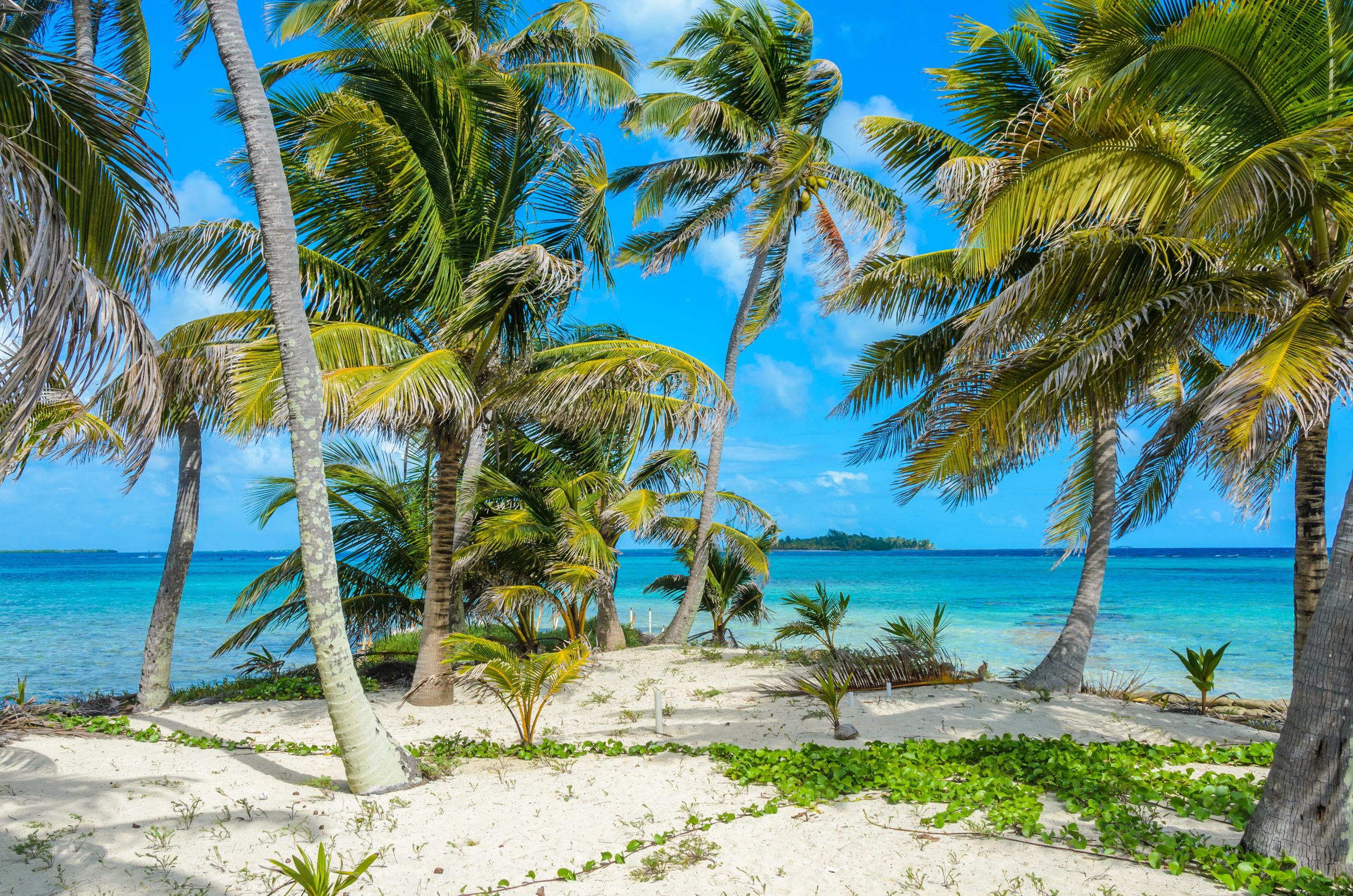 Resa till Belize - Tropisk strand med palmer och kristallklart vatten under en klarblå himmel.