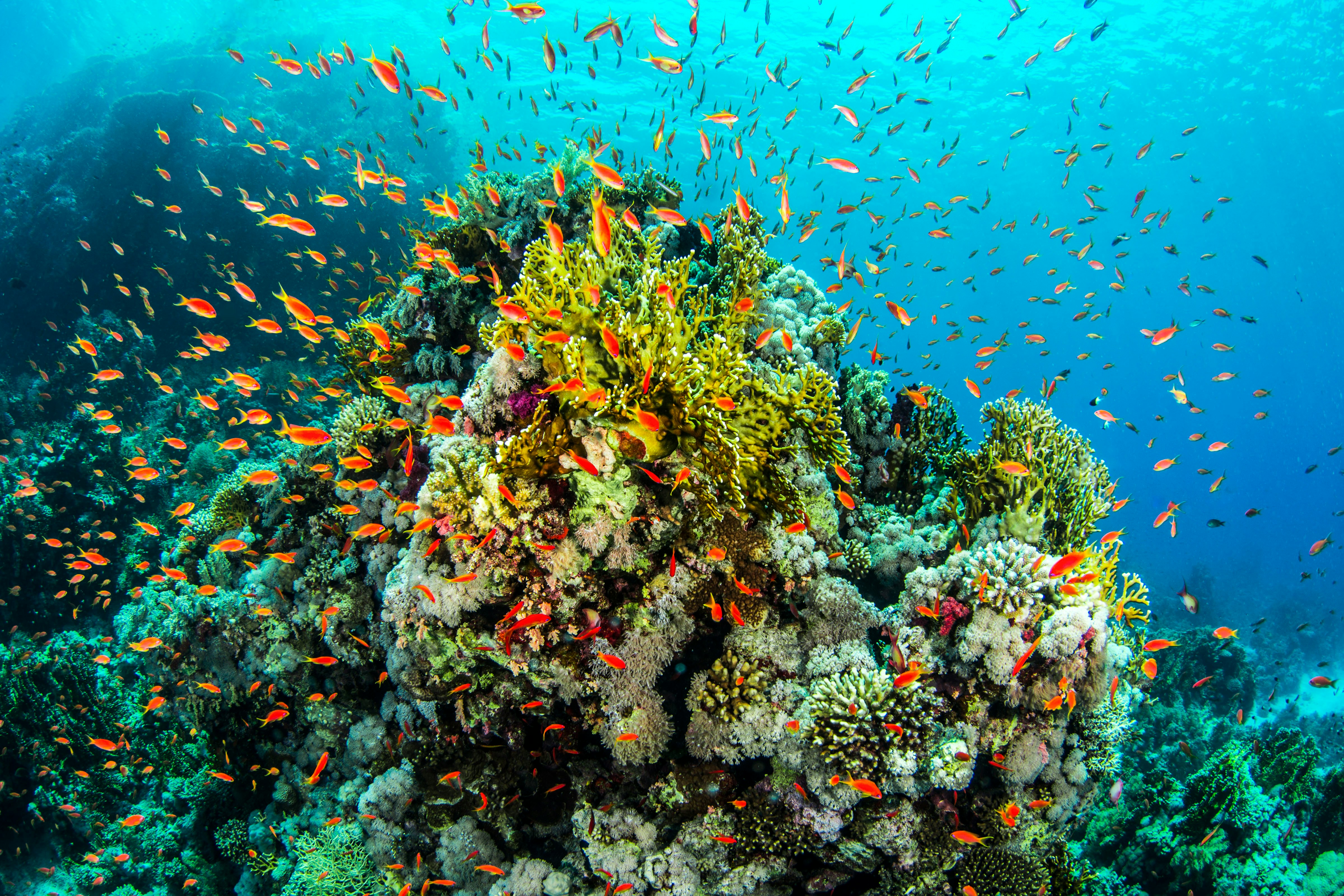 Levande korallrev med färgglada fiskar i tropiskt undervattenslandskap i Belize.