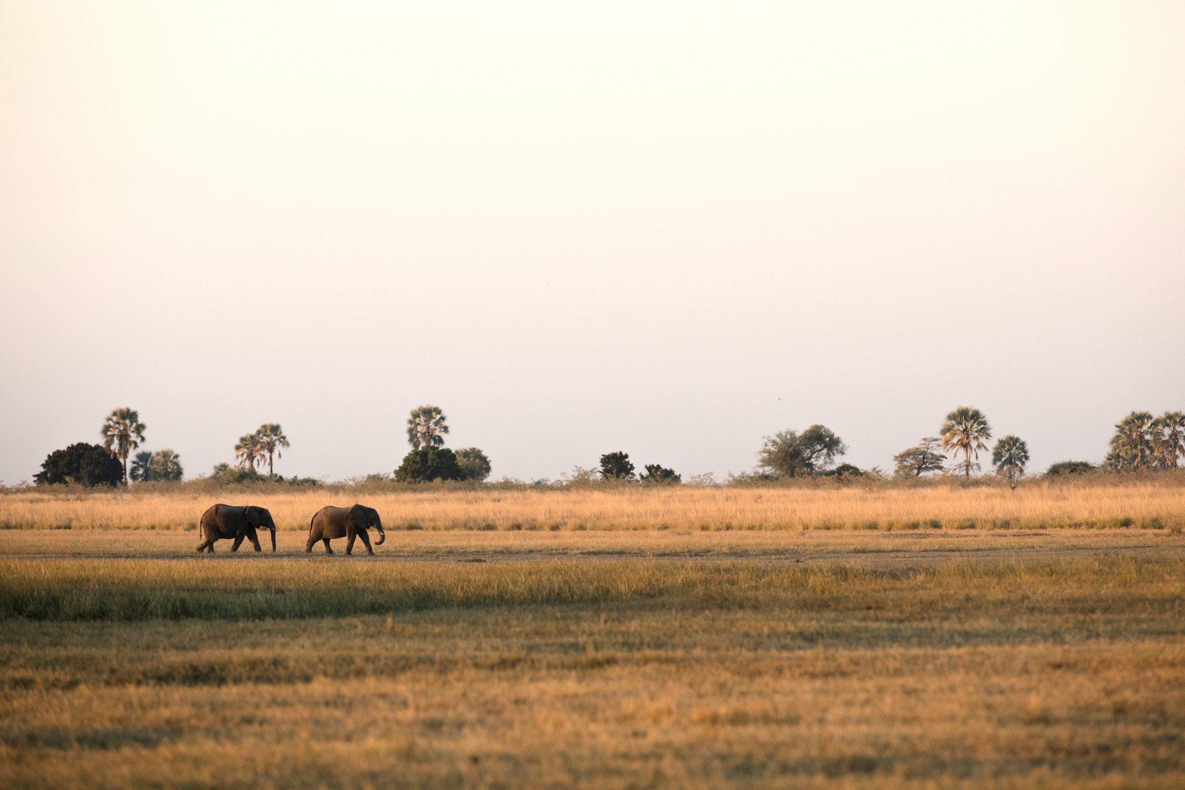 Två elefanter på en savann vid solnedgång med afrikanska träd i bakgrunden i Botswana.