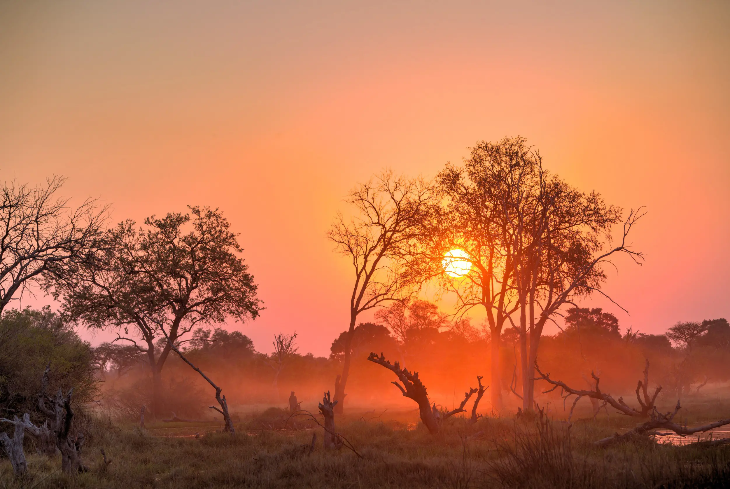 Resa till Botswana - solnedgång i savannlandskap med silhuetter av träd mot en färgrik himmel i orange och rosa nyanser.