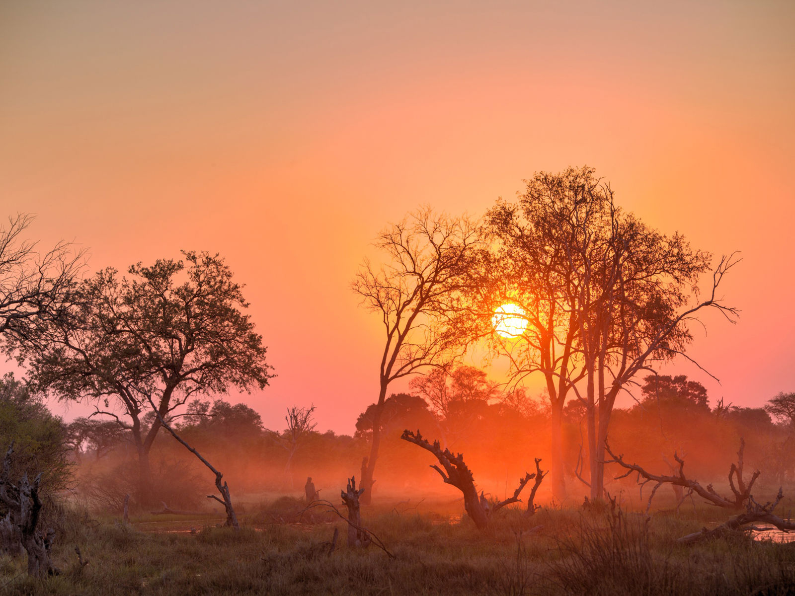 Resa till Botswana - solnedgång i savannlandskap med silhuetter av träd mot en färgrik himmel i orange och rosa nyanser.