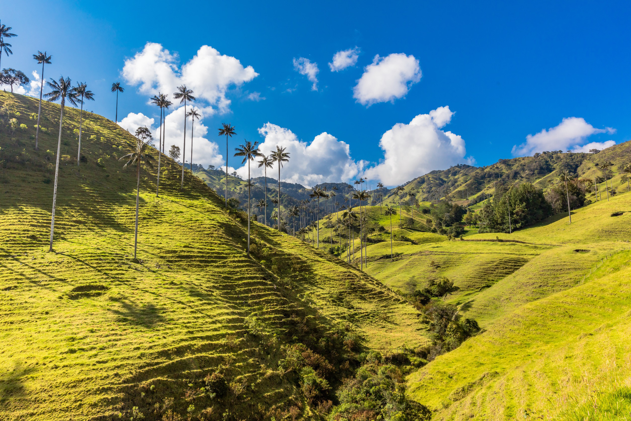 Resa till Colombia - Cocora-dalen i Colombia med vaxpalmer, frodiga gröna kullar och blå himmel.