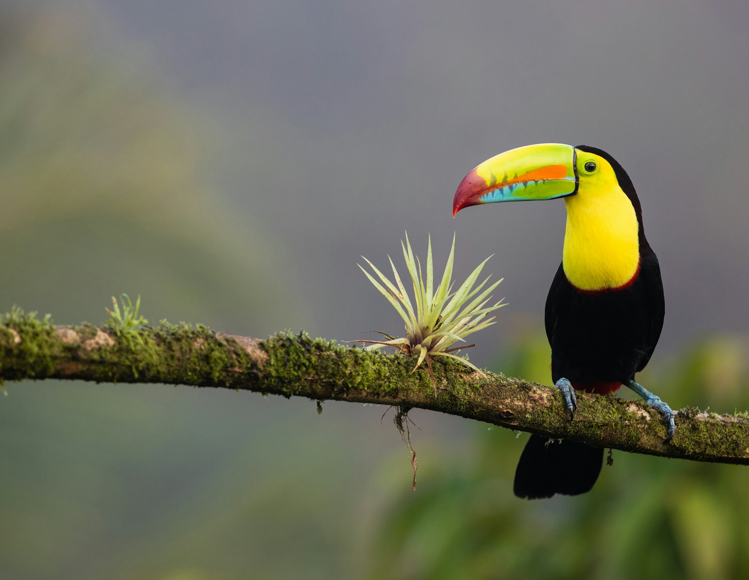 Färgglad tukan med stor näbb sitter på en mossig gren mot oskarp bakgrund i Costa Rica.