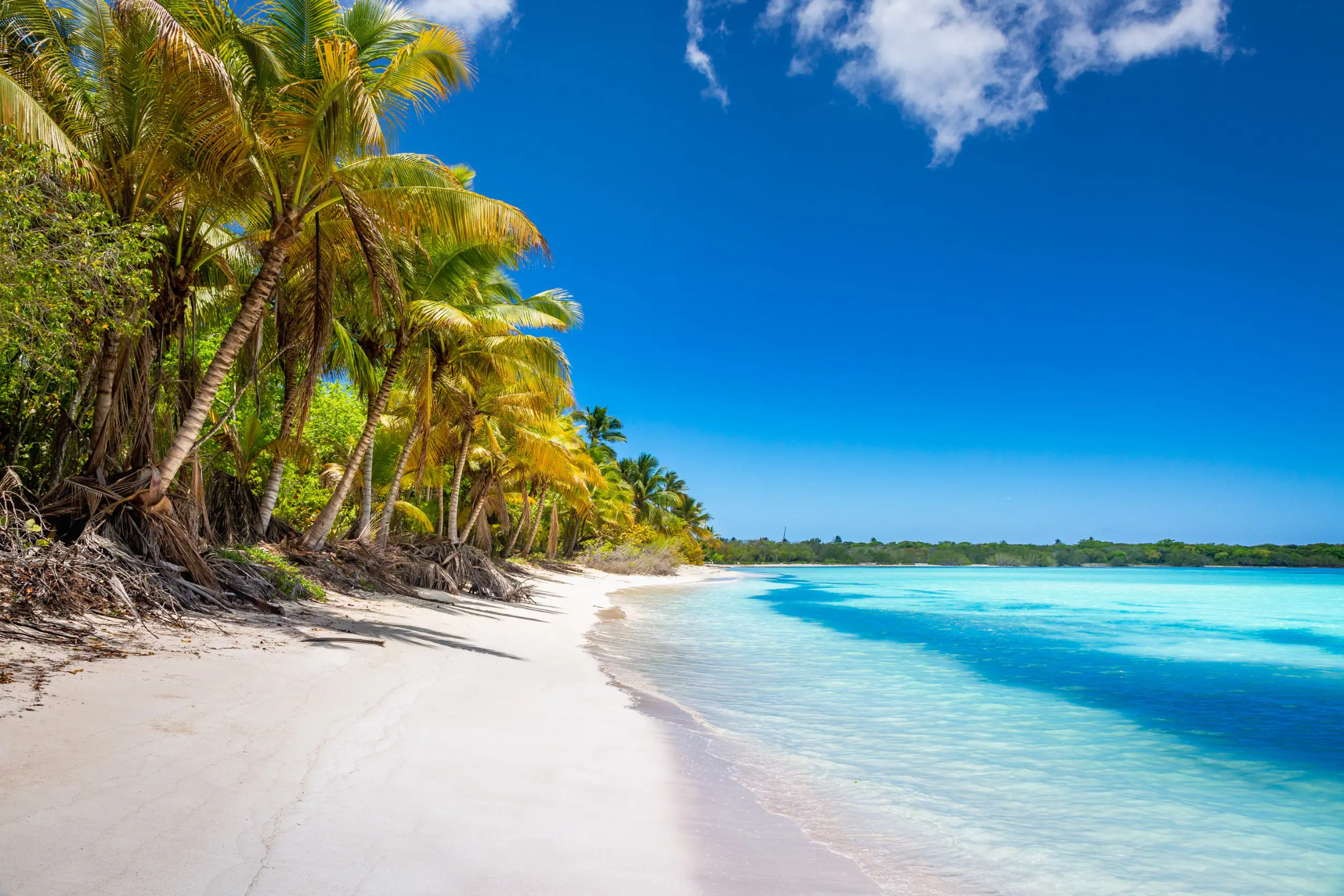 Resa till Punta Cana . Tropisk strand med kritvit sand och klart turkosblått vatten inramad av frodiga palmer under en klarblå himmel.