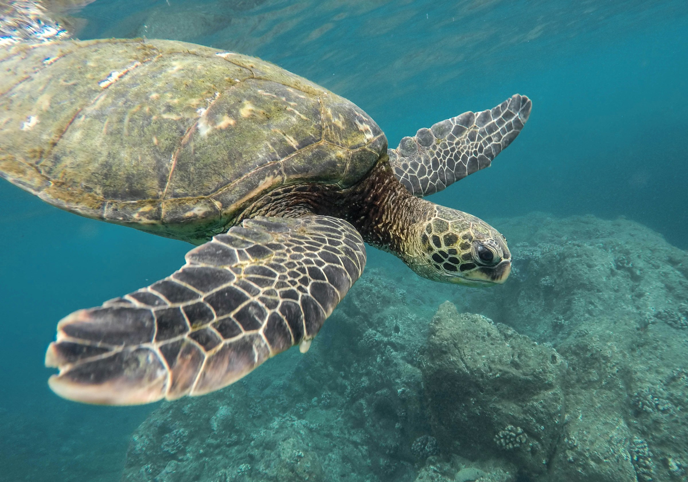 Havssköldpadda simmar i klart blått vatten över korallrev på Galapagos.