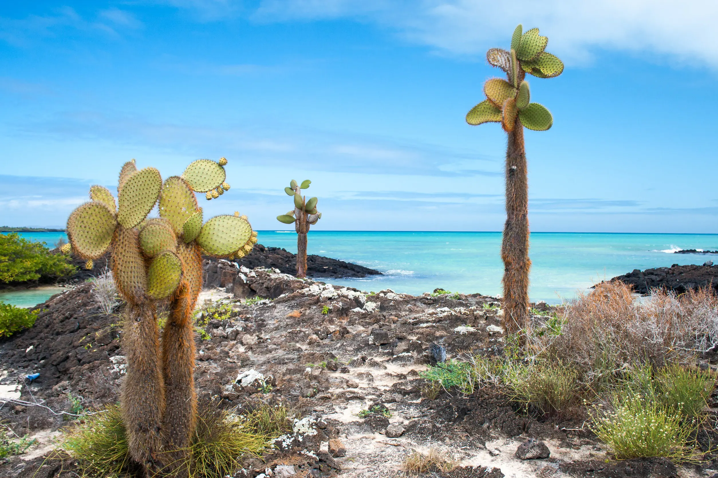 Resa till Galapagos - Opuntiakaktusar vid havet på Galapagosöarna med klart vatten och lavaklippor i förgrunden.