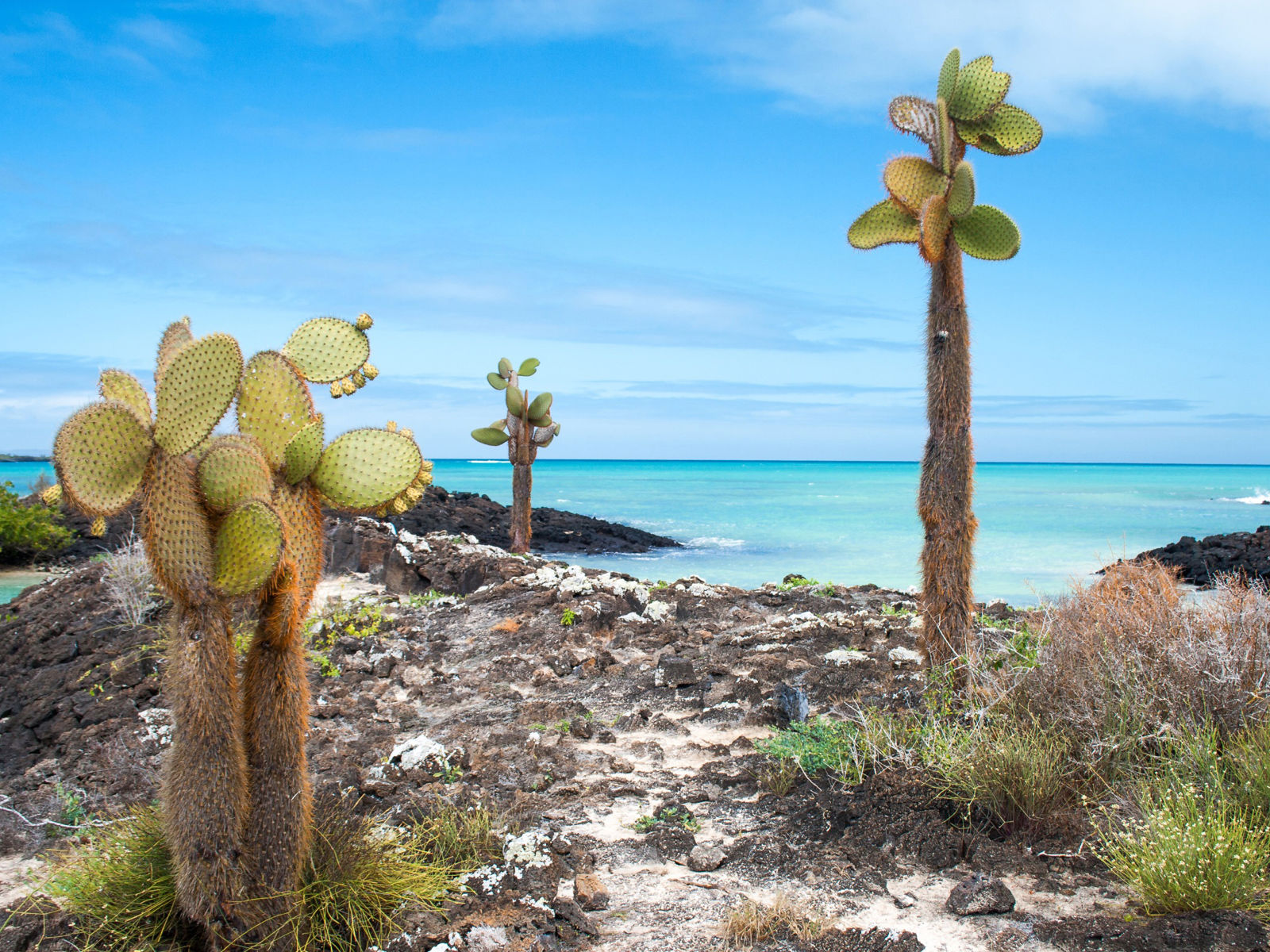 Resa till Galapagos - Opuntiakaktusar vid havet på Galapagosöarna med klart vatten och lavaklippor i förgrunden.