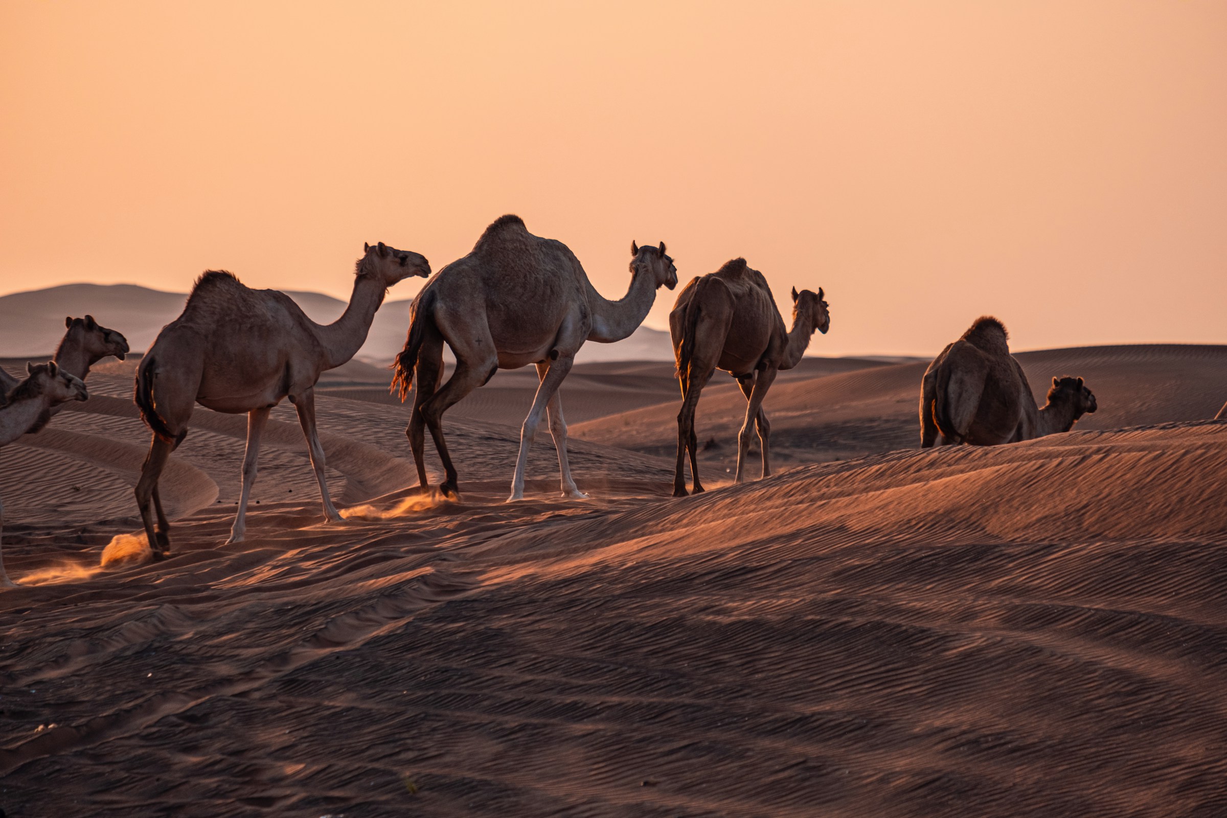 Grupp av kameler som vandrar och vilar på sanddynerna i Förenade Arabemiraten under skymningen med orange himmel i bakgrunden.