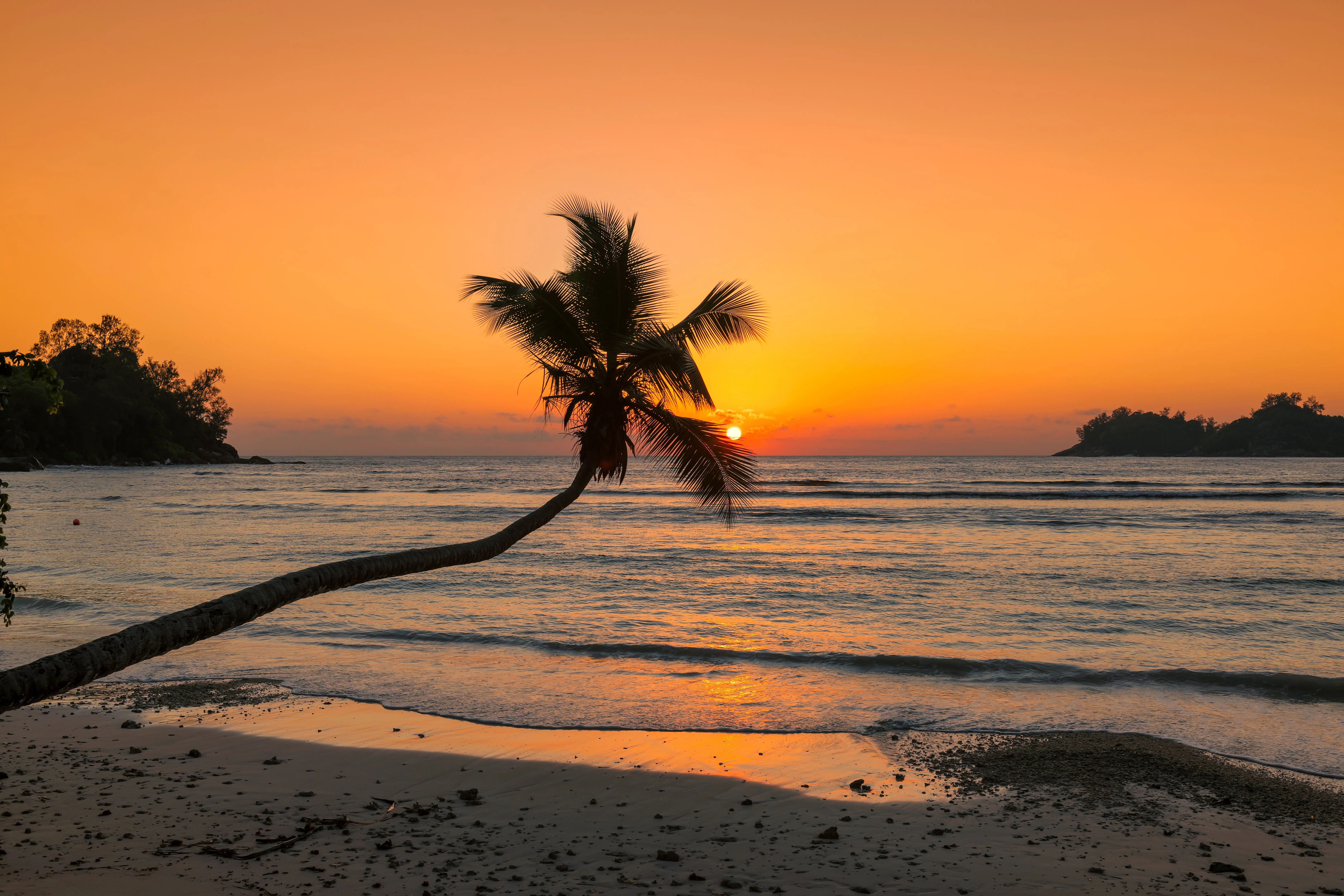 Resa till Jamaica - Enskild palm på en tropisk strand vid solnedgång med färgglad himmel och lugnt hav.