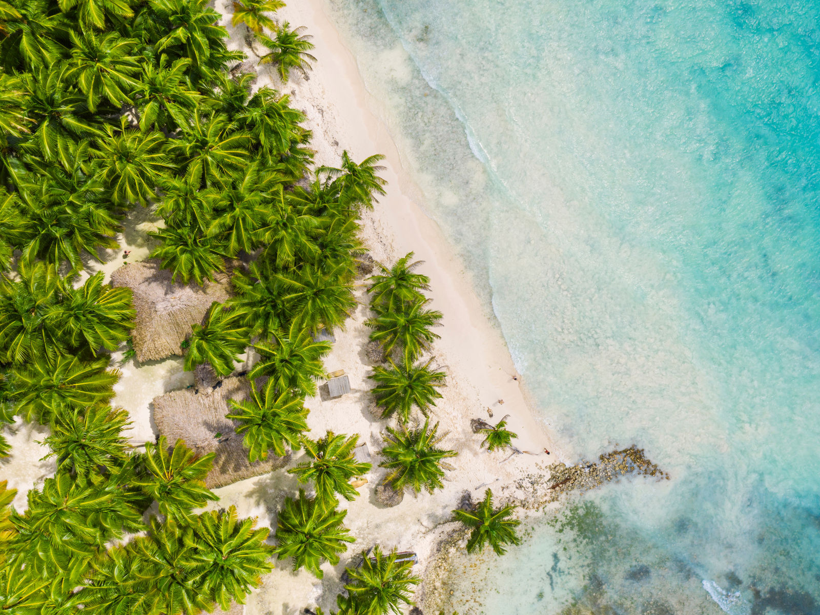 Resa till Karibien - vy ovanifrån på tropiska palmer som möter stranden och blått hav