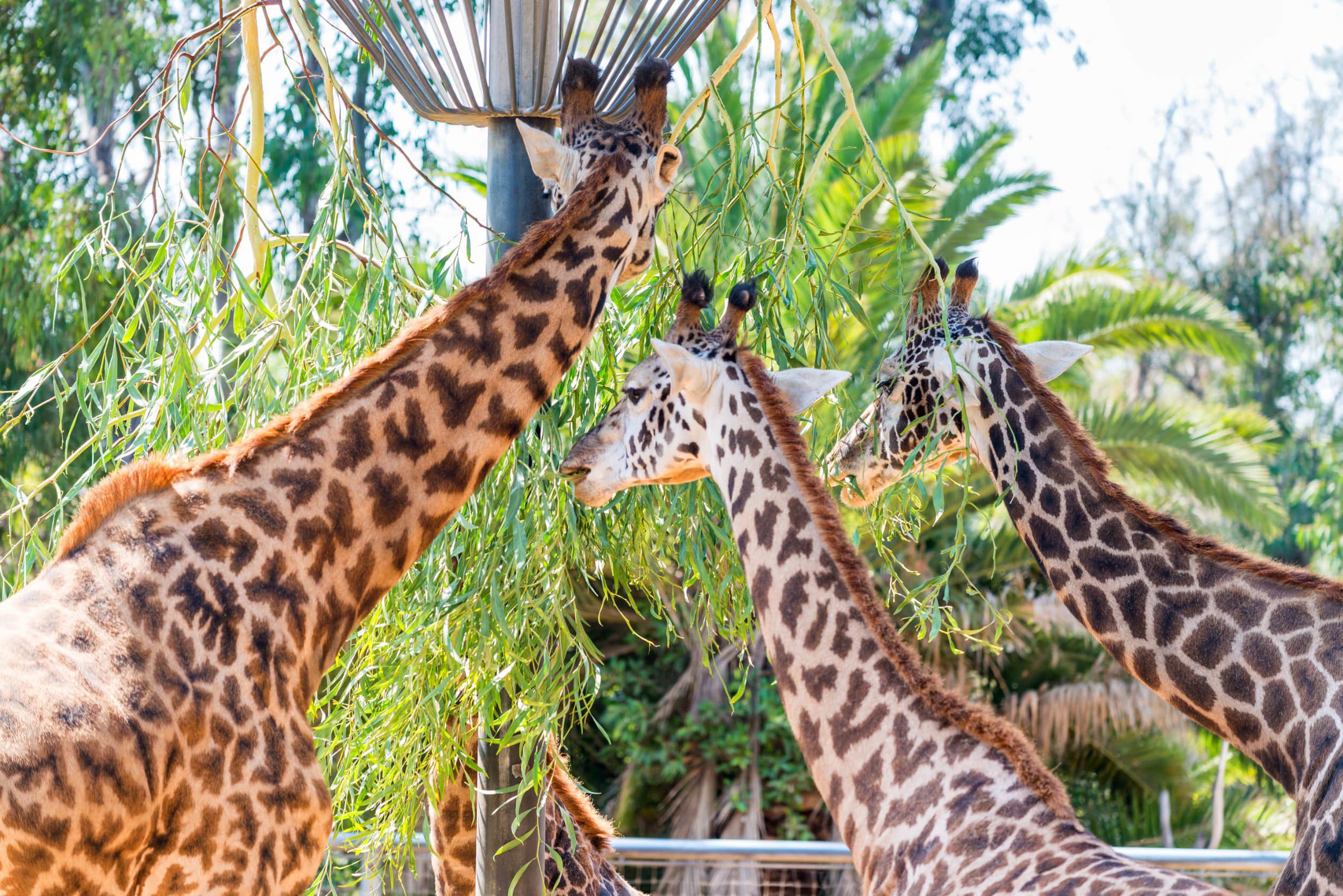 Three giraffes eating from a tree in a national park in Nairobi, Kenya