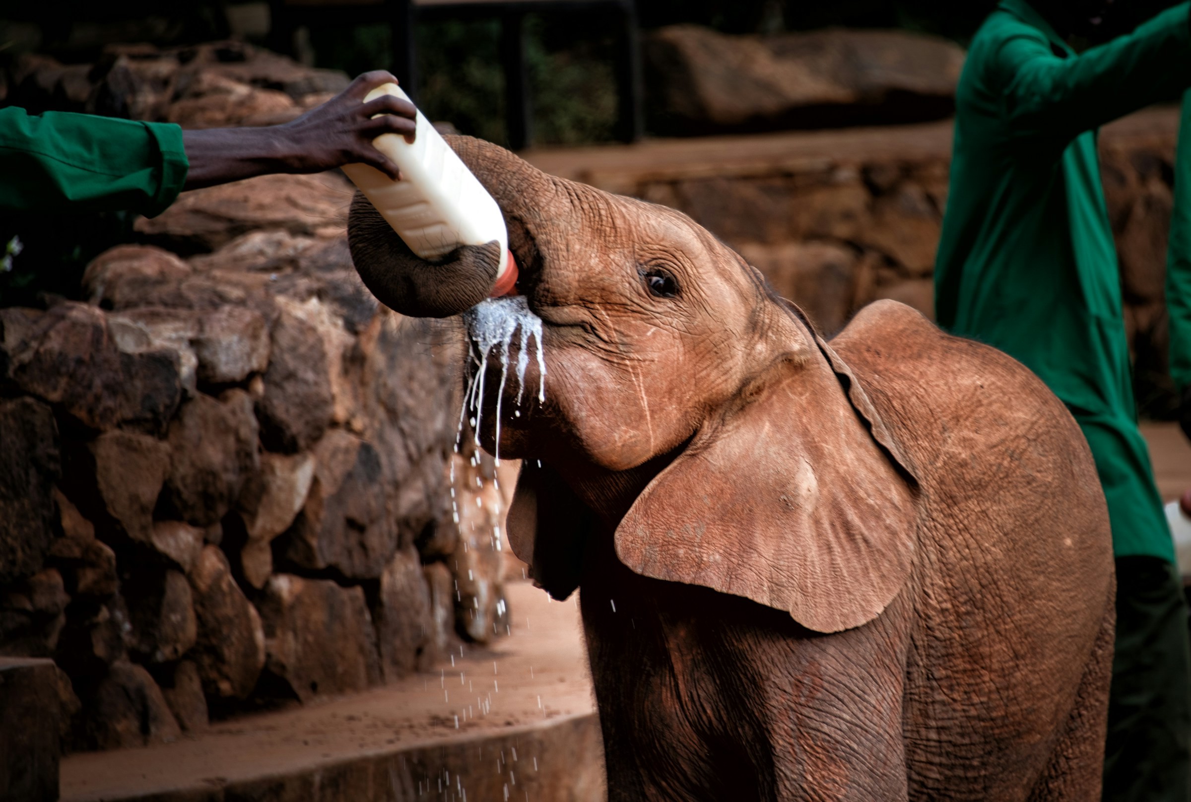 Young elephant is fed with gruel from a bottle in Nairobi National Park