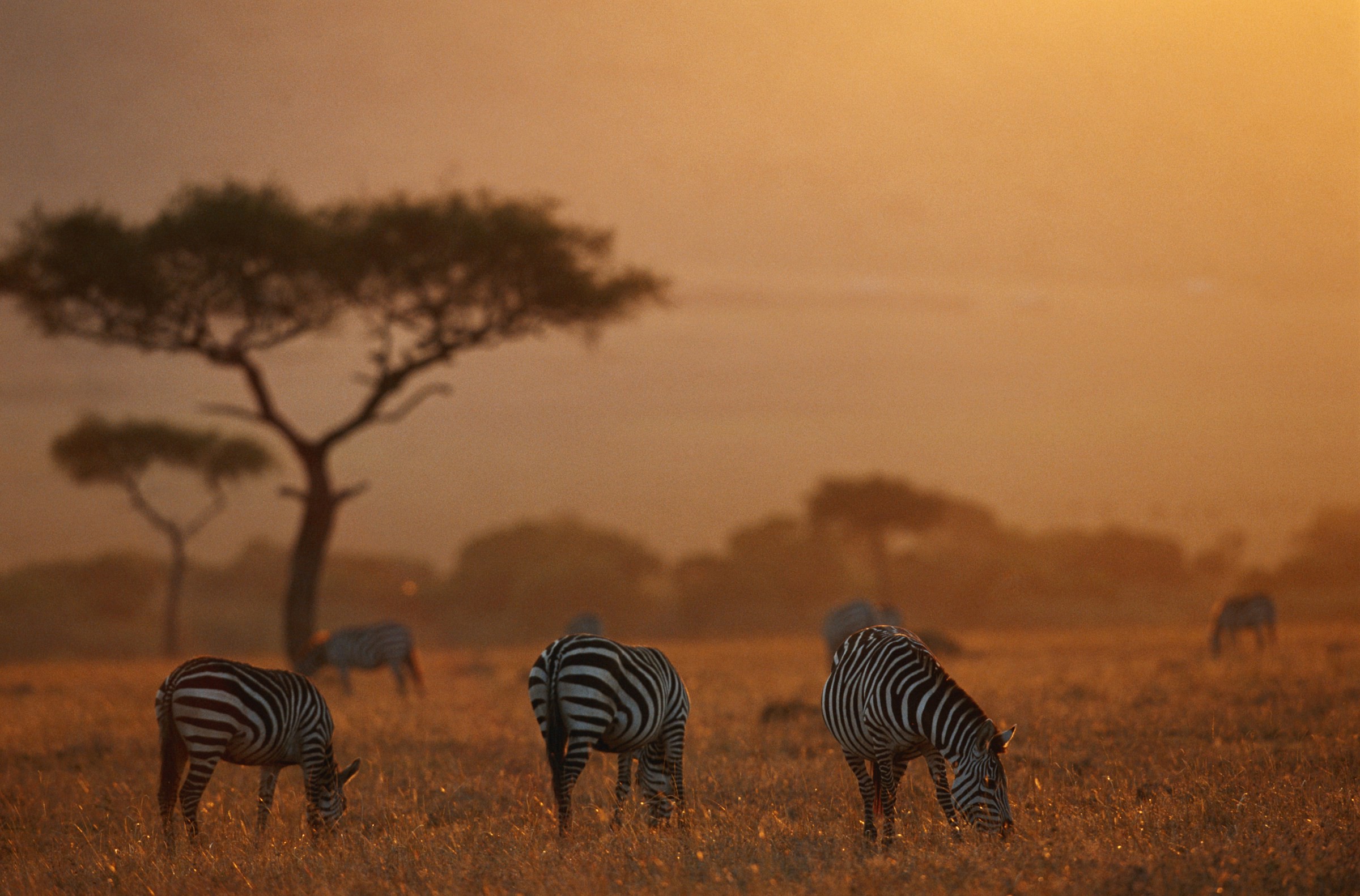 Solnedgång över savannen i Kenya med djur som äter och berg i bakgrunden