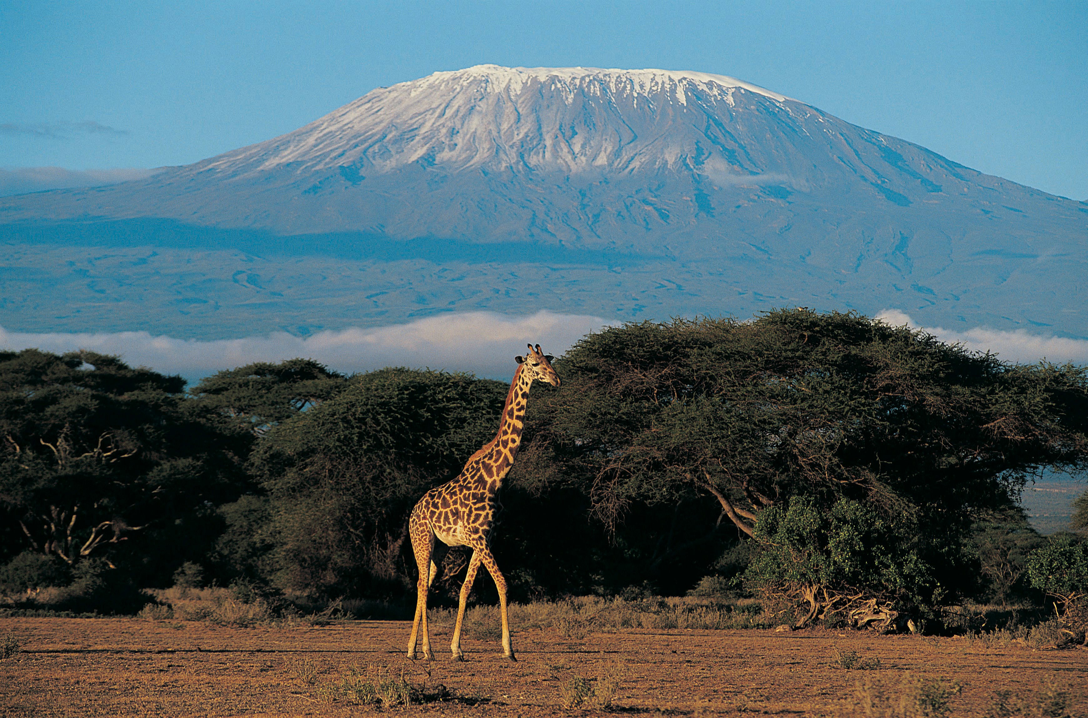 En giraff går på öppen savann med berg och djungel i bakgrunden i Kenya