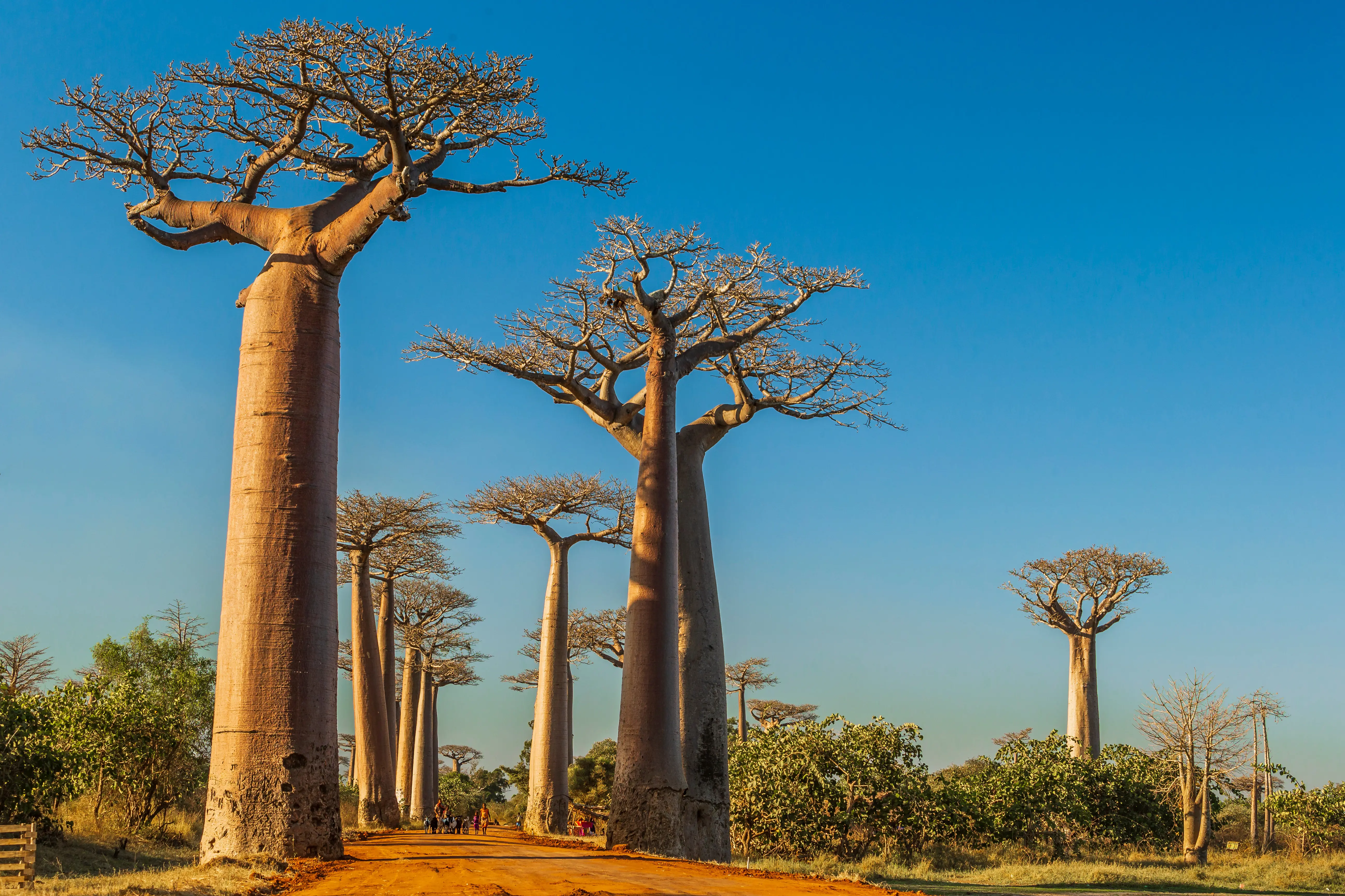 Resa till Madagaskar - Majestätiska baobabträd längs en dammig väg under en klarblå himmel i Madagaskar."