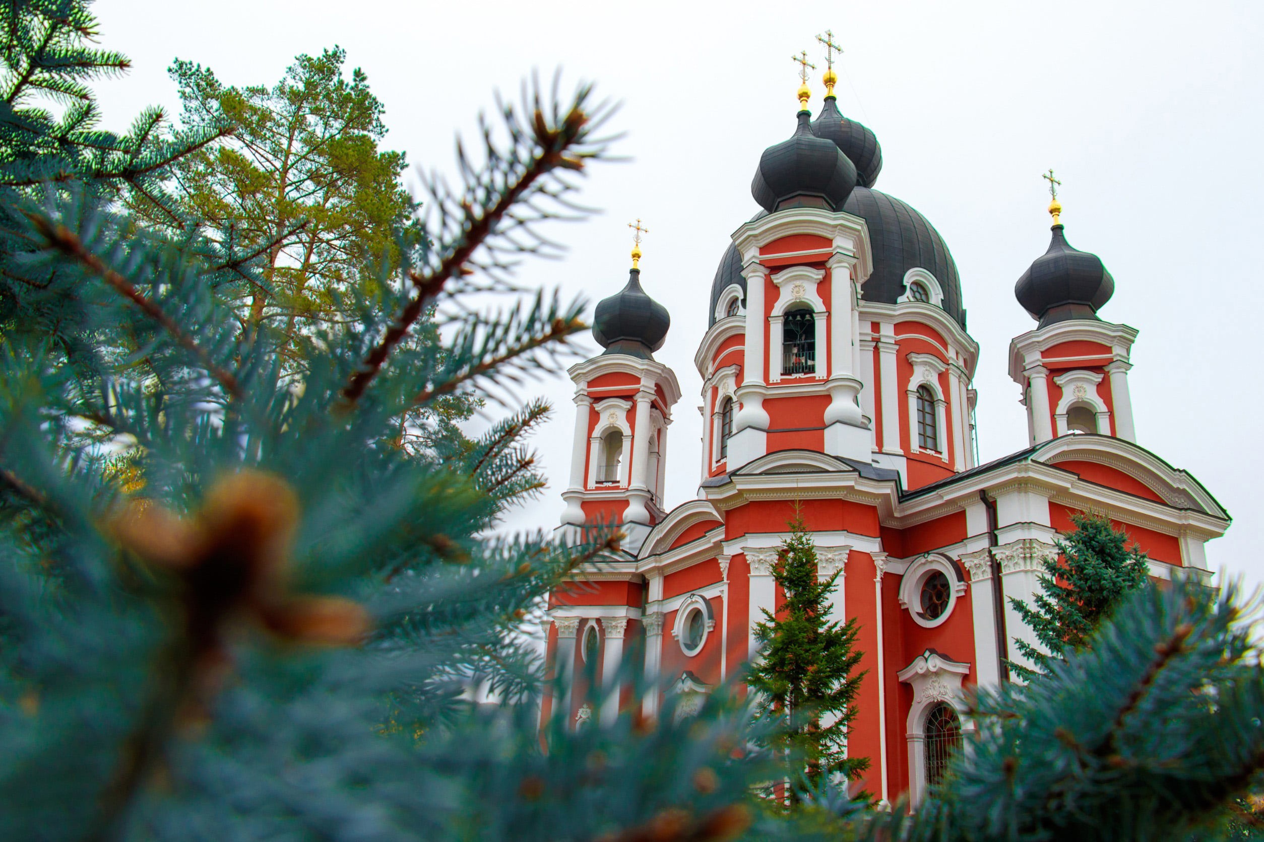 En röd vacker röd kyrka reser sig bakom en gran i Moldavien