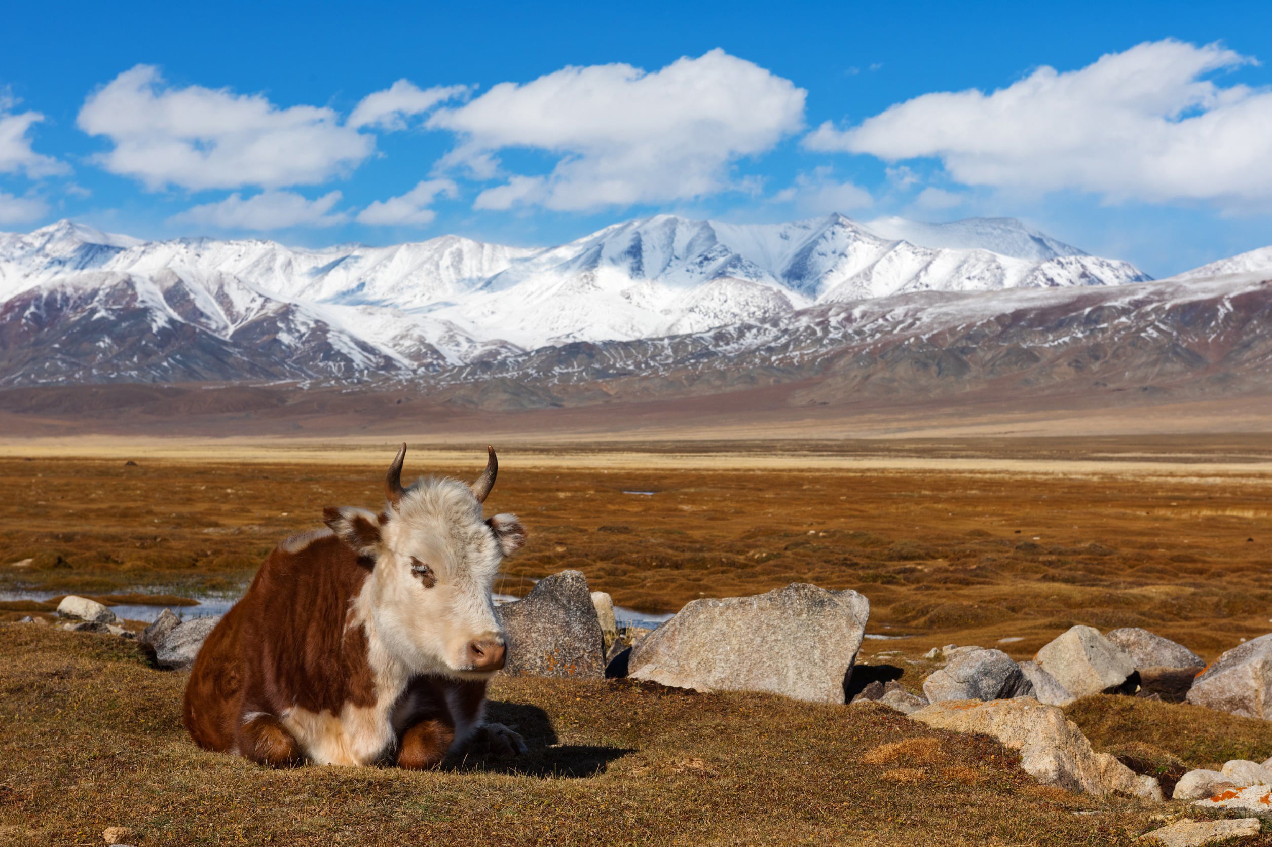 A brown and white cow lies resting on the plain below the mountains in Mongolia with blue skies and winter peaks in the background