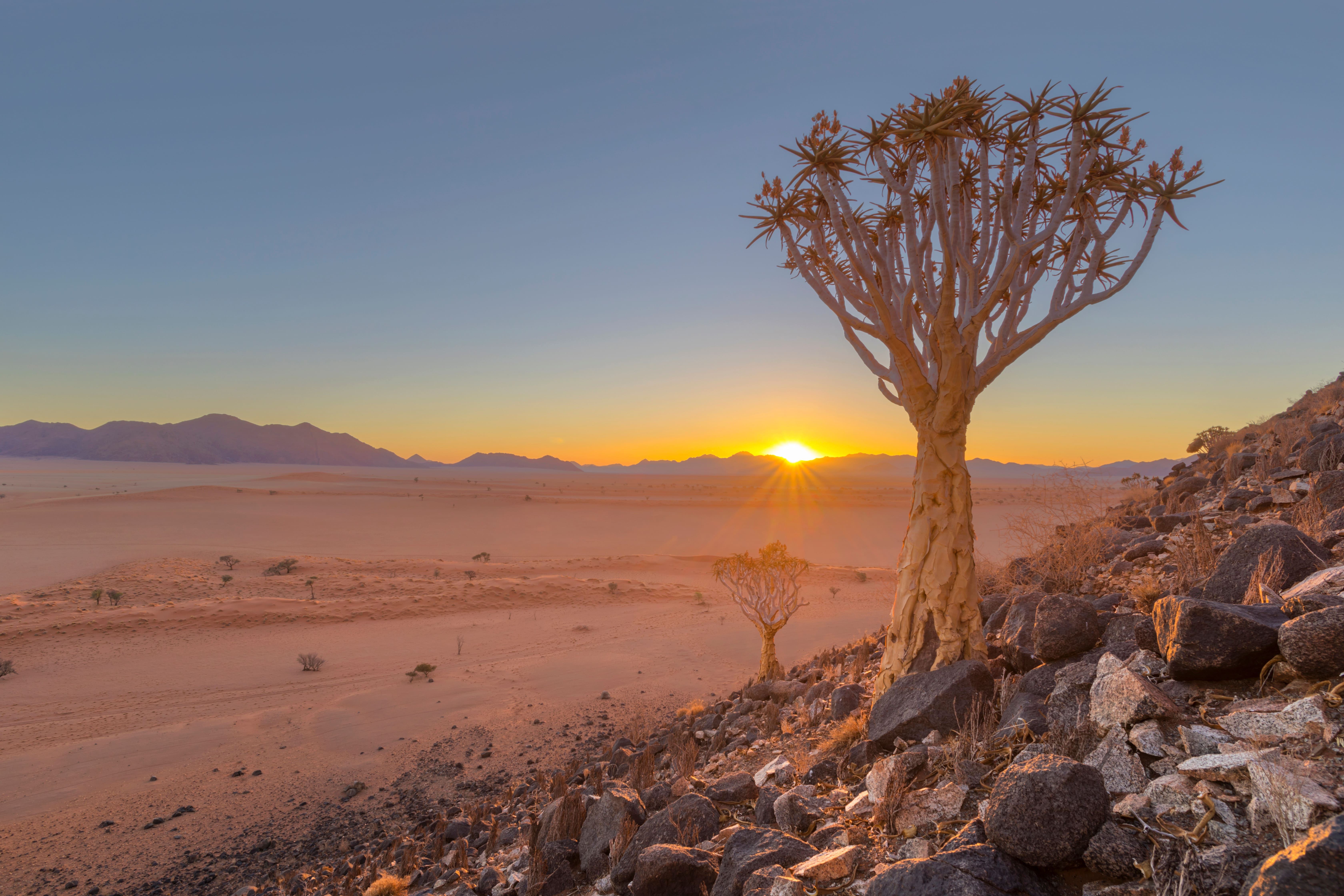 Resa till Namibia - Panoramisk vy över solnedgång i den afrikanska öknen med ett träd i närbild