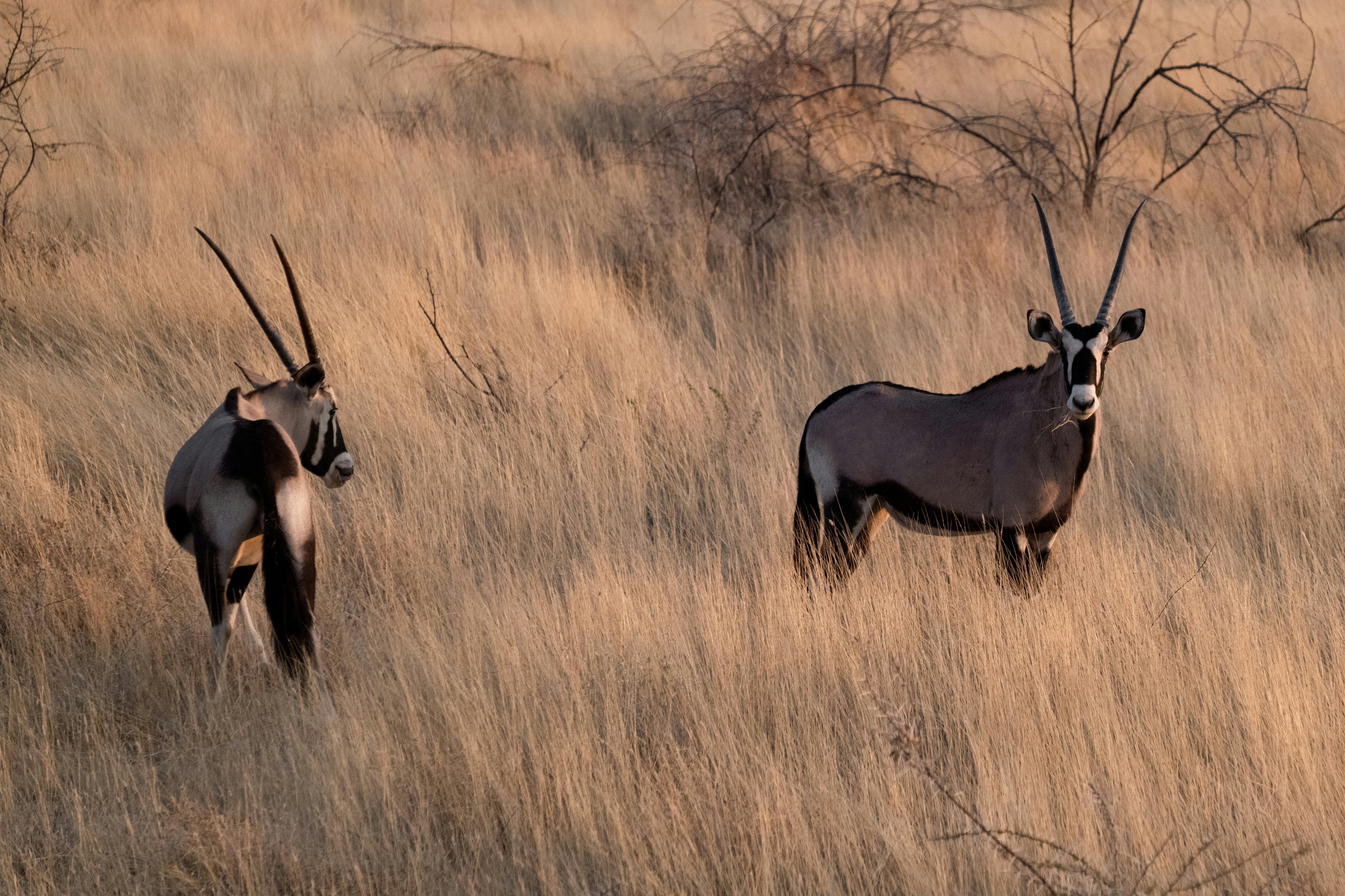 Två antiloper står på en grässlätt i ute i vildmarken i Namibia