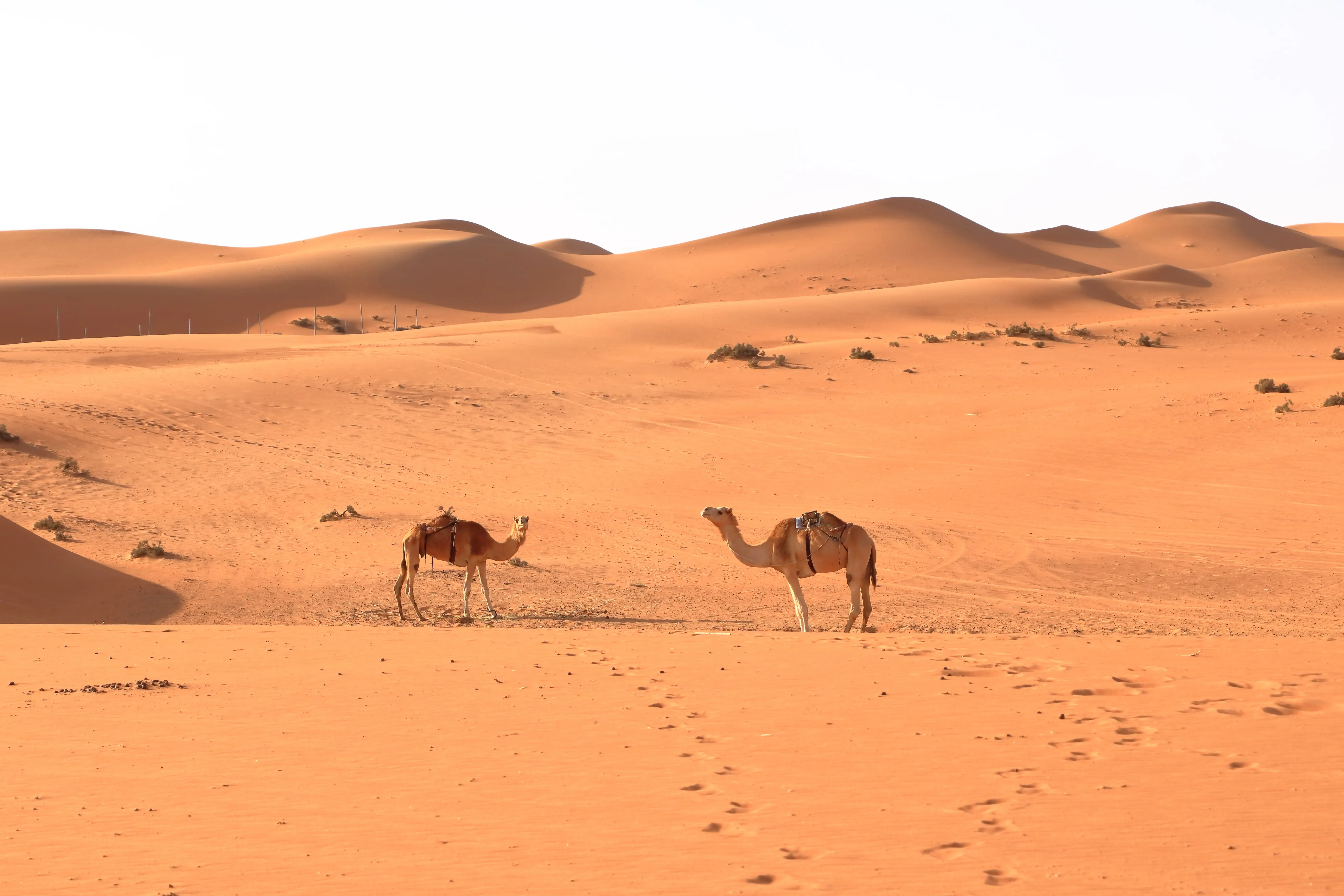 Resa till Oman - Två kameler i en oröken med sanddyner under klar himmel.