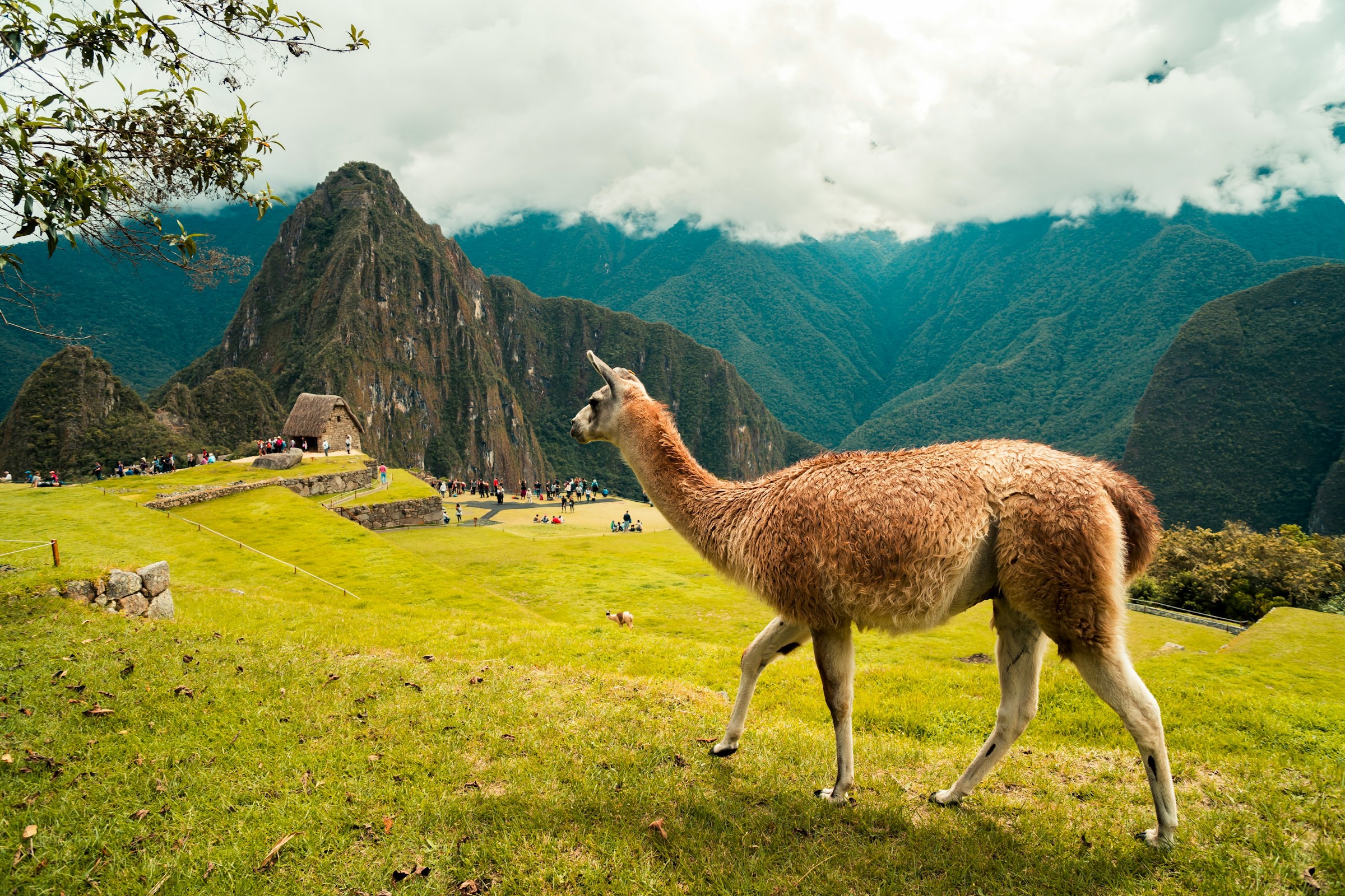 En lama går över en grön slätt bland dem kända bergen i Peru som når molnen