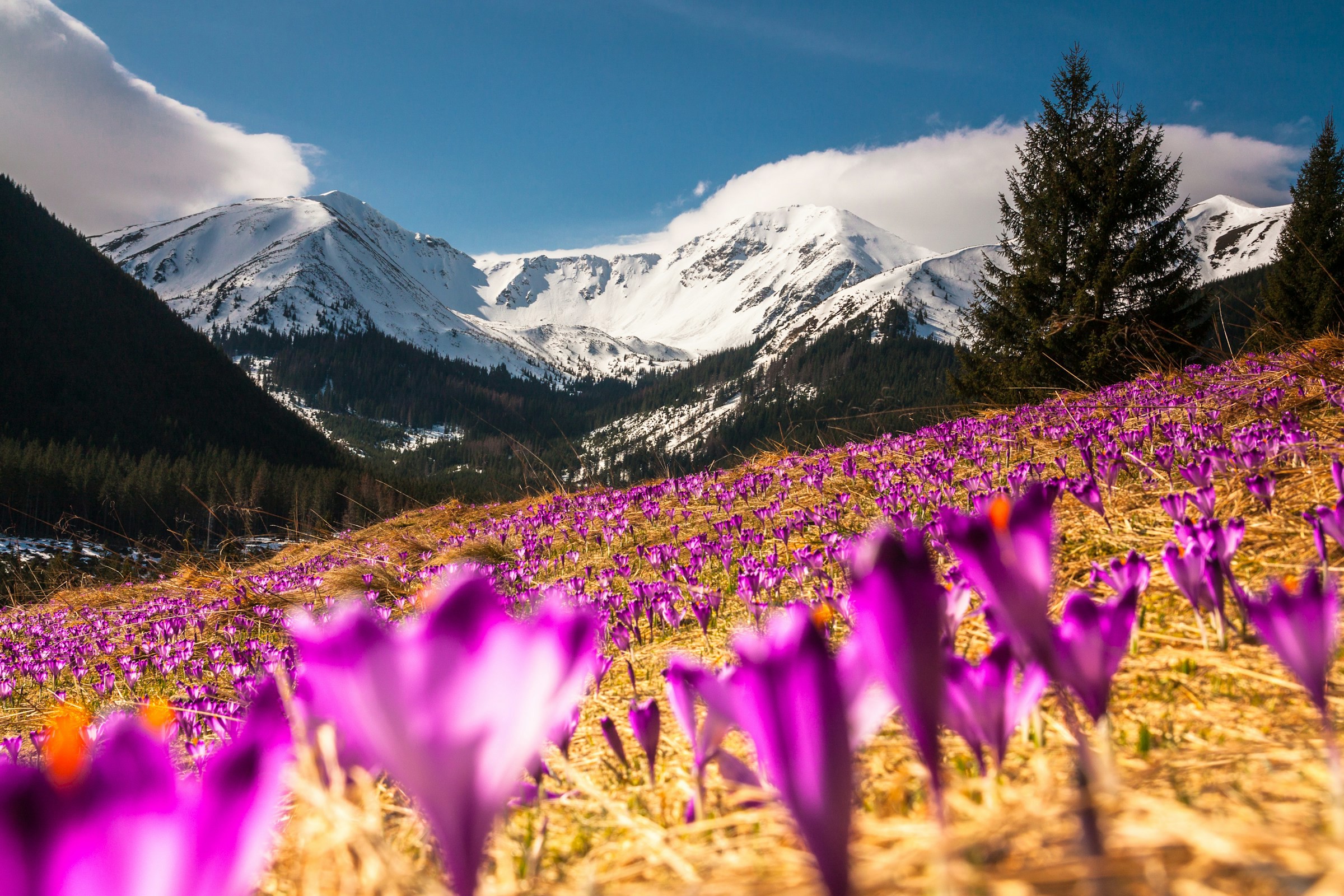 En vacker slätt med lila blommor och snötäckta berg i bakgrunden i Polen