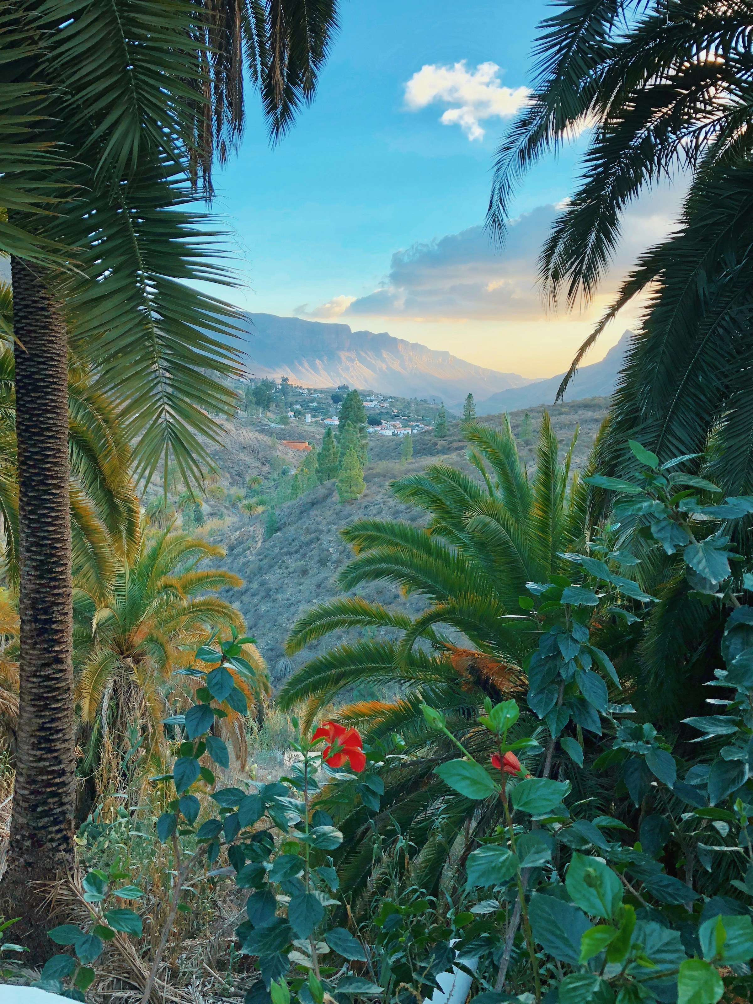 ropisk landskapsvy med frodiga palmer i förgrunden och berg i bakgrunden vid solnedgång på Gran Canaria.