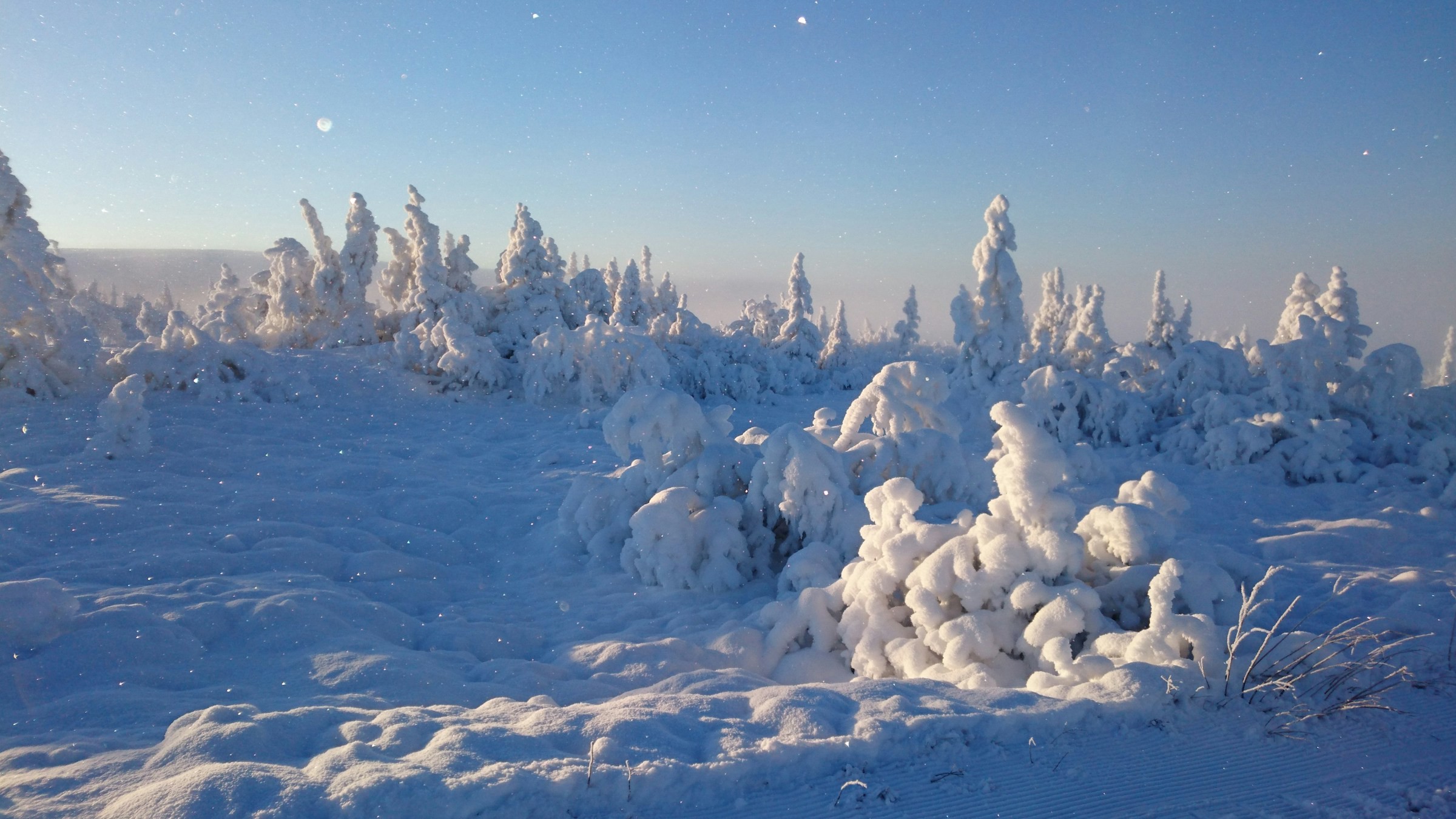 Tungt snötäckt natur och träd i Sälen under en tidig soluppgång