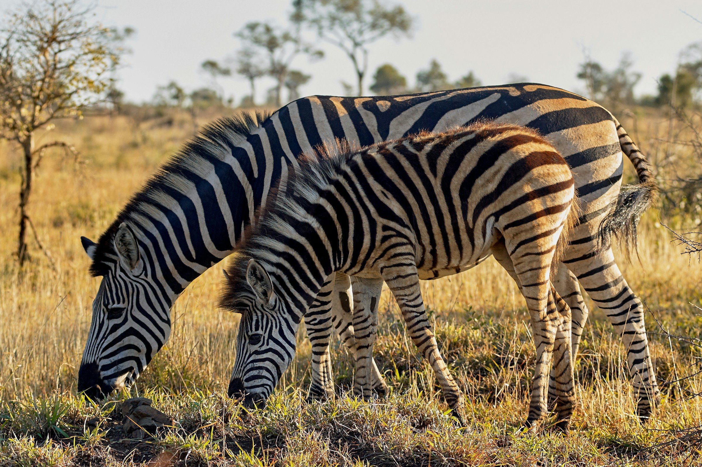 Zebror står och äter på en äng i Sydafrika