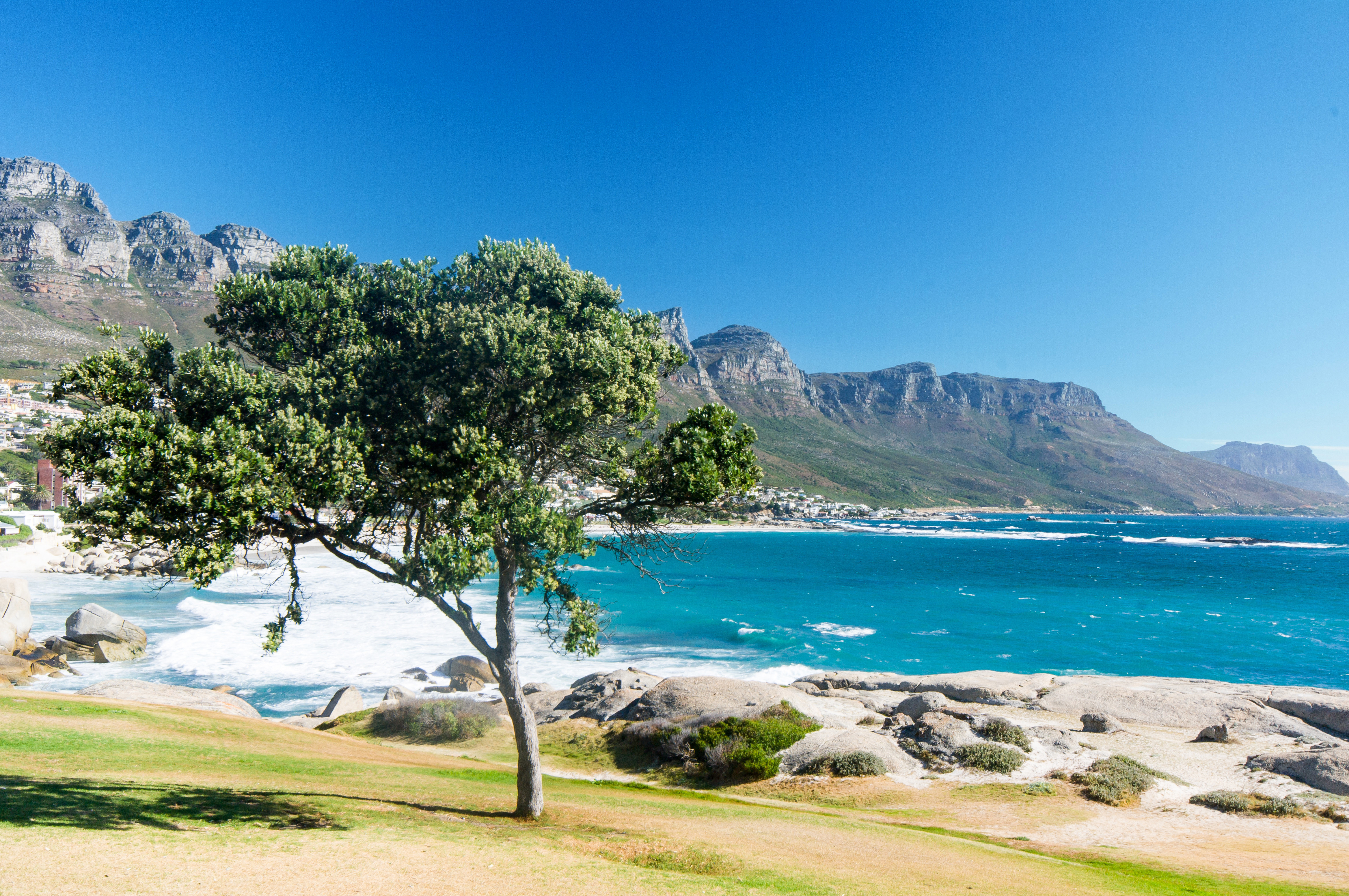 Vackert träd står vid en strand som möts av blått hav med Kapstaden i Sydafrika i bakgrunden