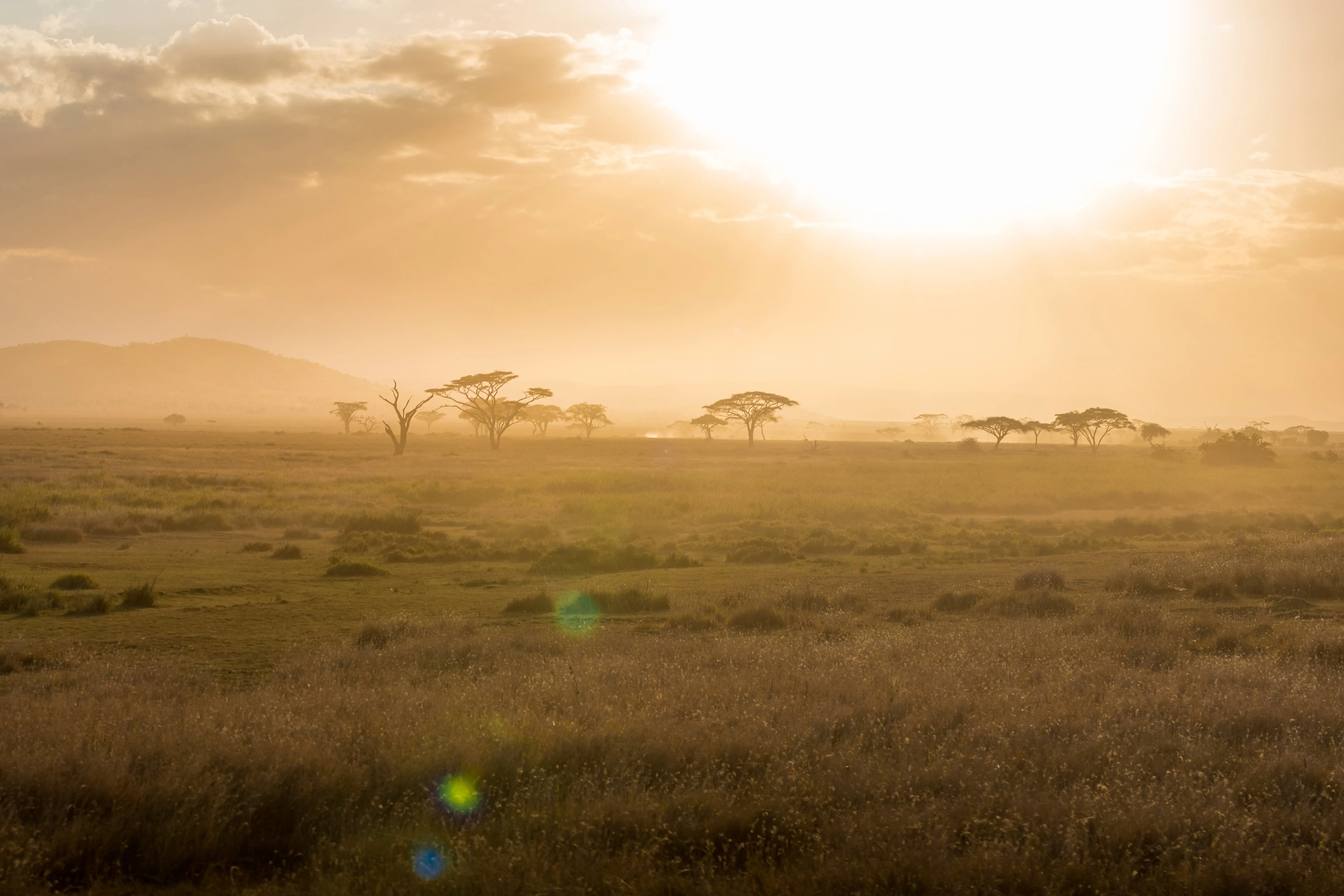 Resa till Tanzania - Solnedgång över savannen och vildmarken i Tanzania med träd i bakgrunden