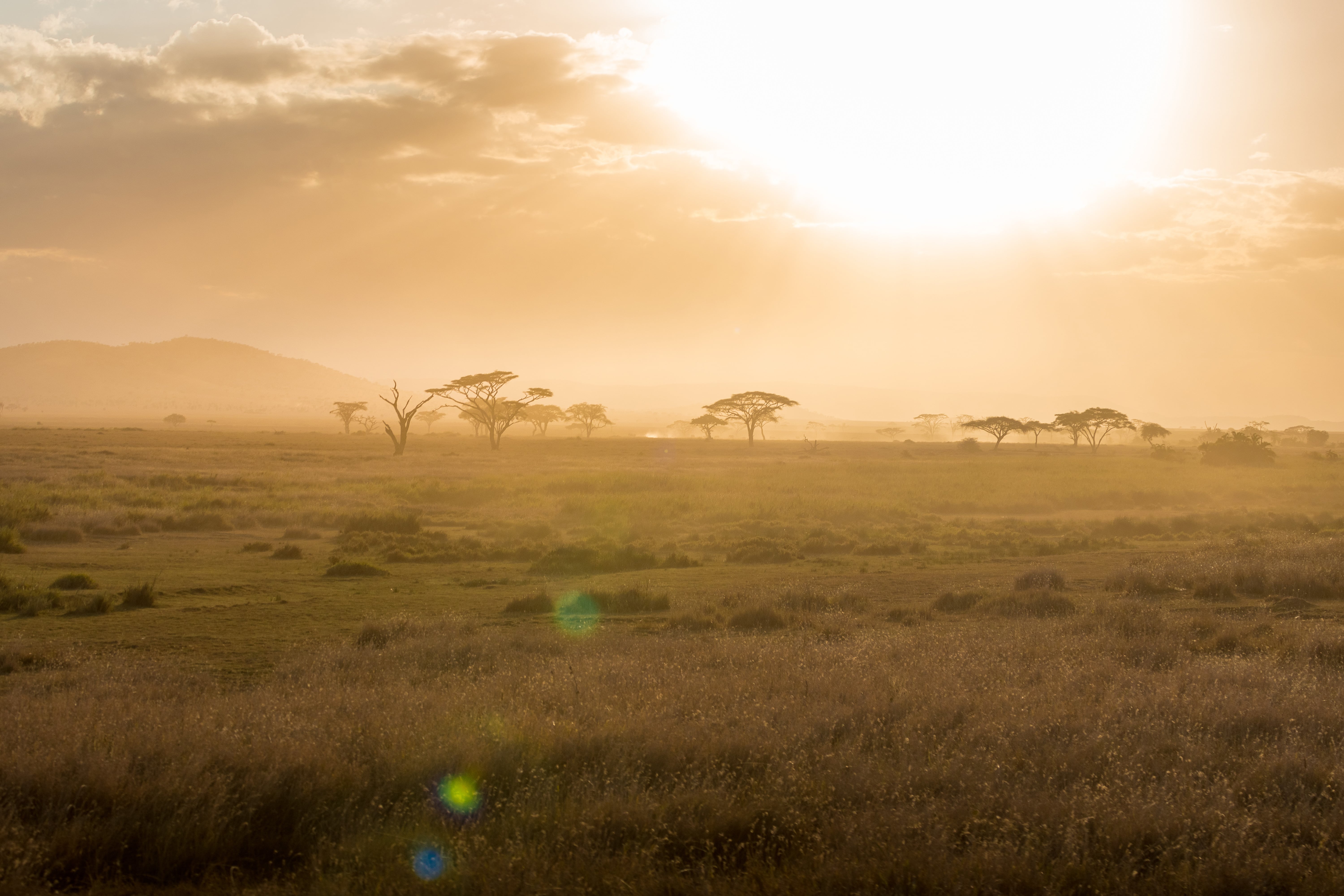 Resa till Tanzania - Solnedgång över savannen och vildmarken i Tanzania med träd i bakgrunden