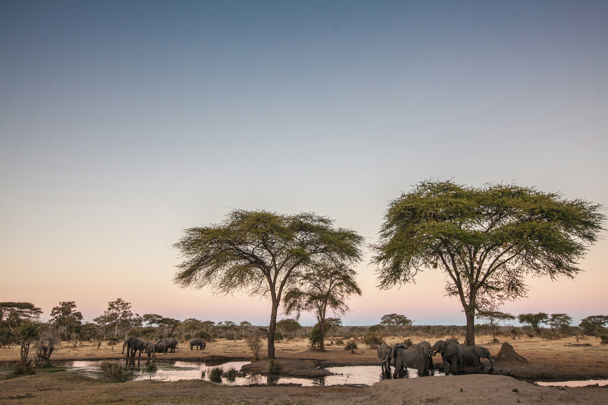 Solnedgång över savannen i Tanzania med afrikanska träd som står vid en sjö och ett par djur går längs den