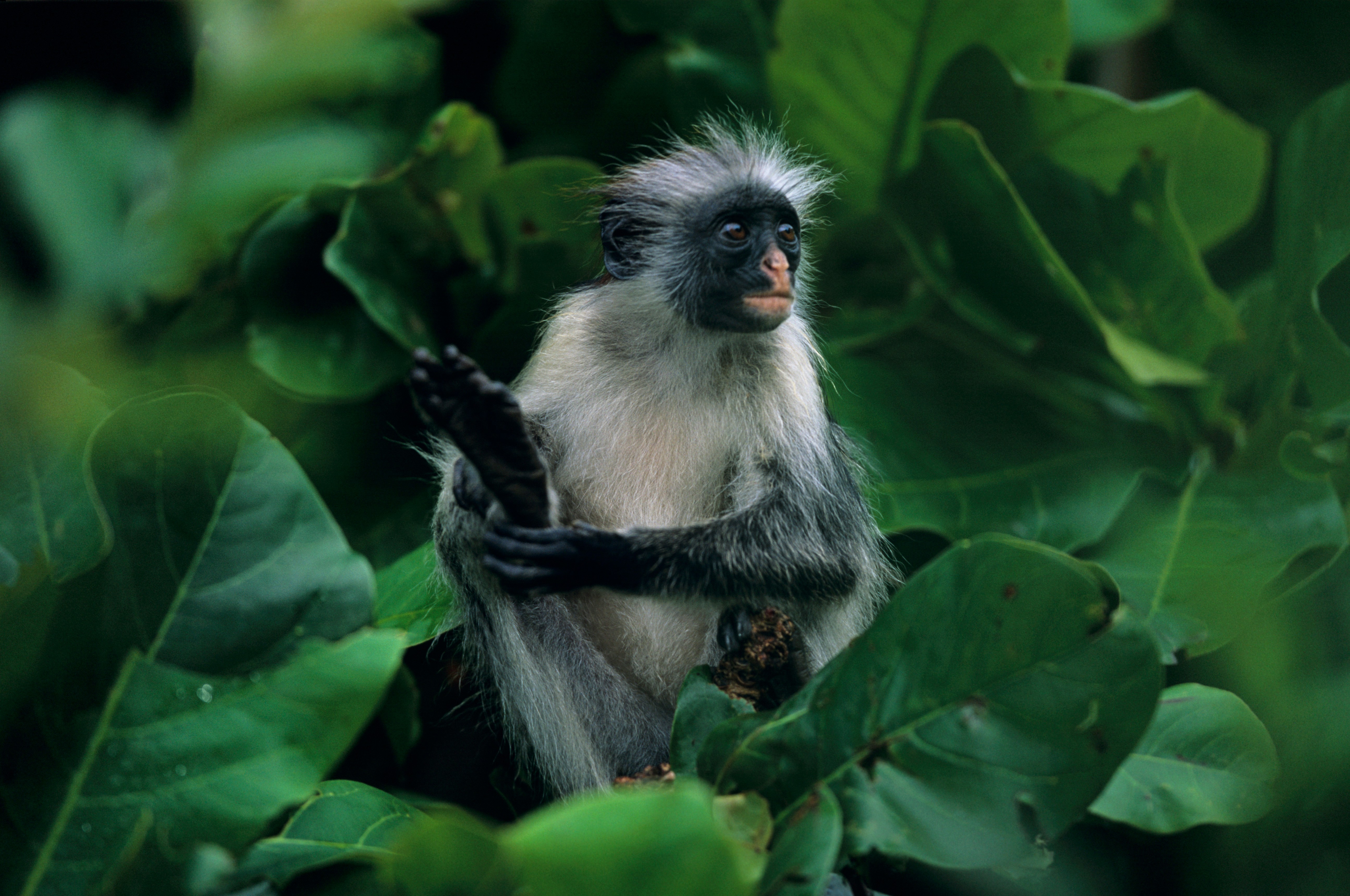 White and black monkey sitting among leaves and looking out