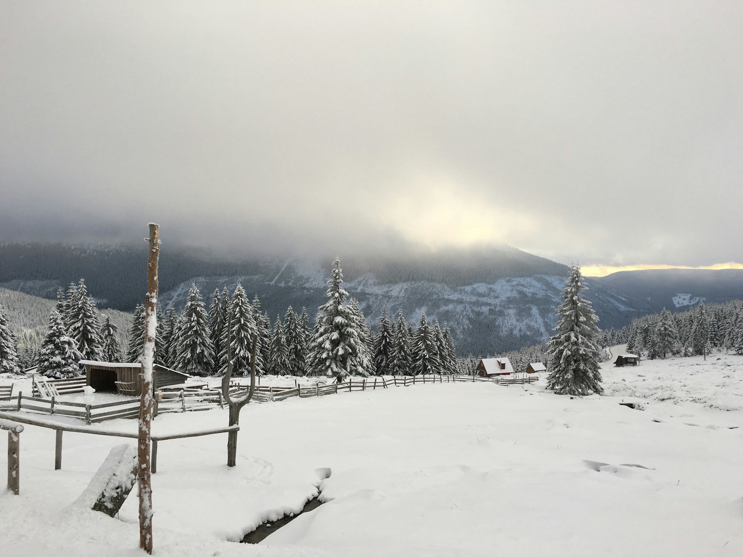 Snötäckta träd mot en skog och vildmark 