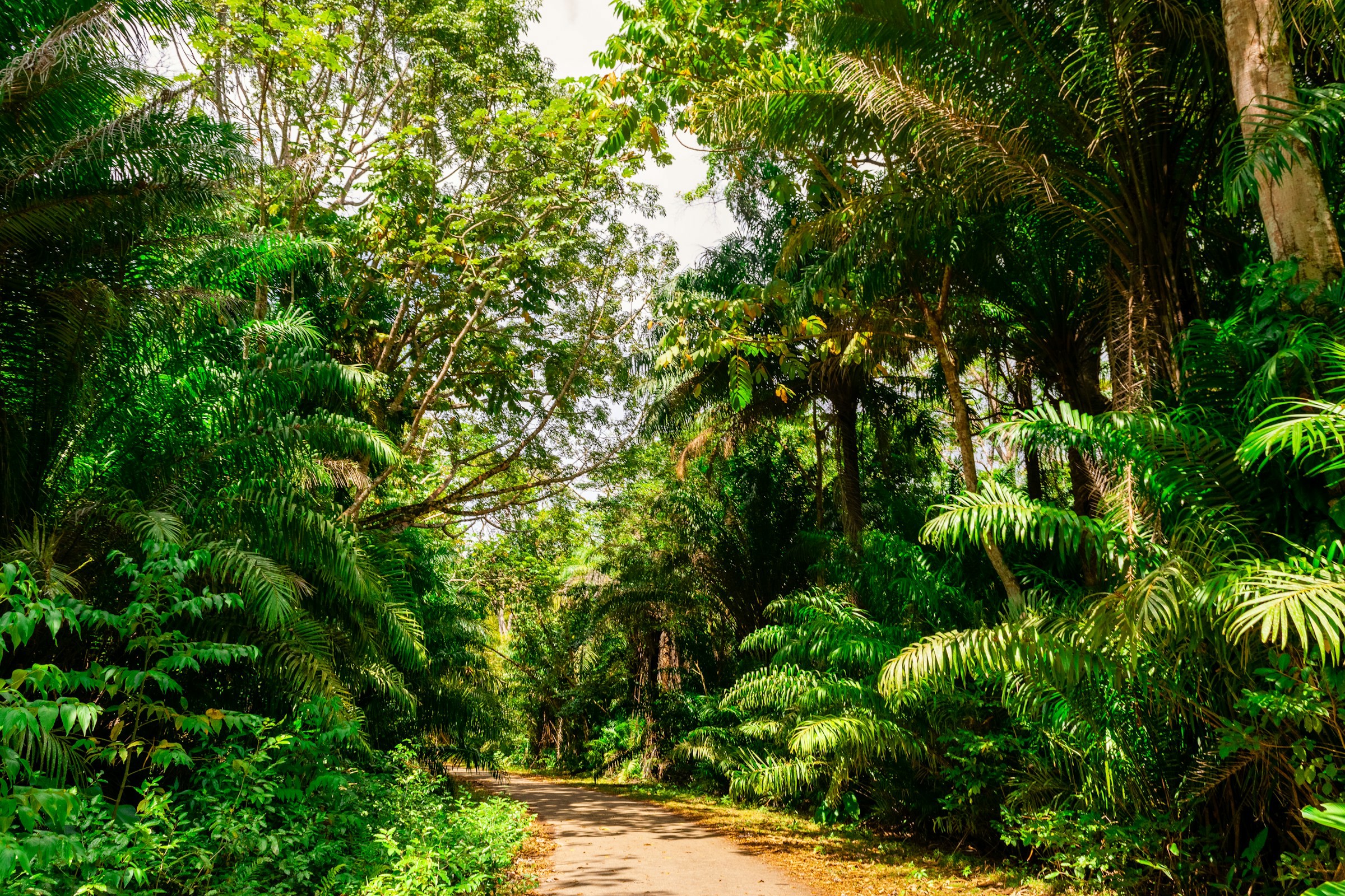 Mindre landsväg leder igenom en tätt djungel och grön djungel i Trinidad och Tobago.