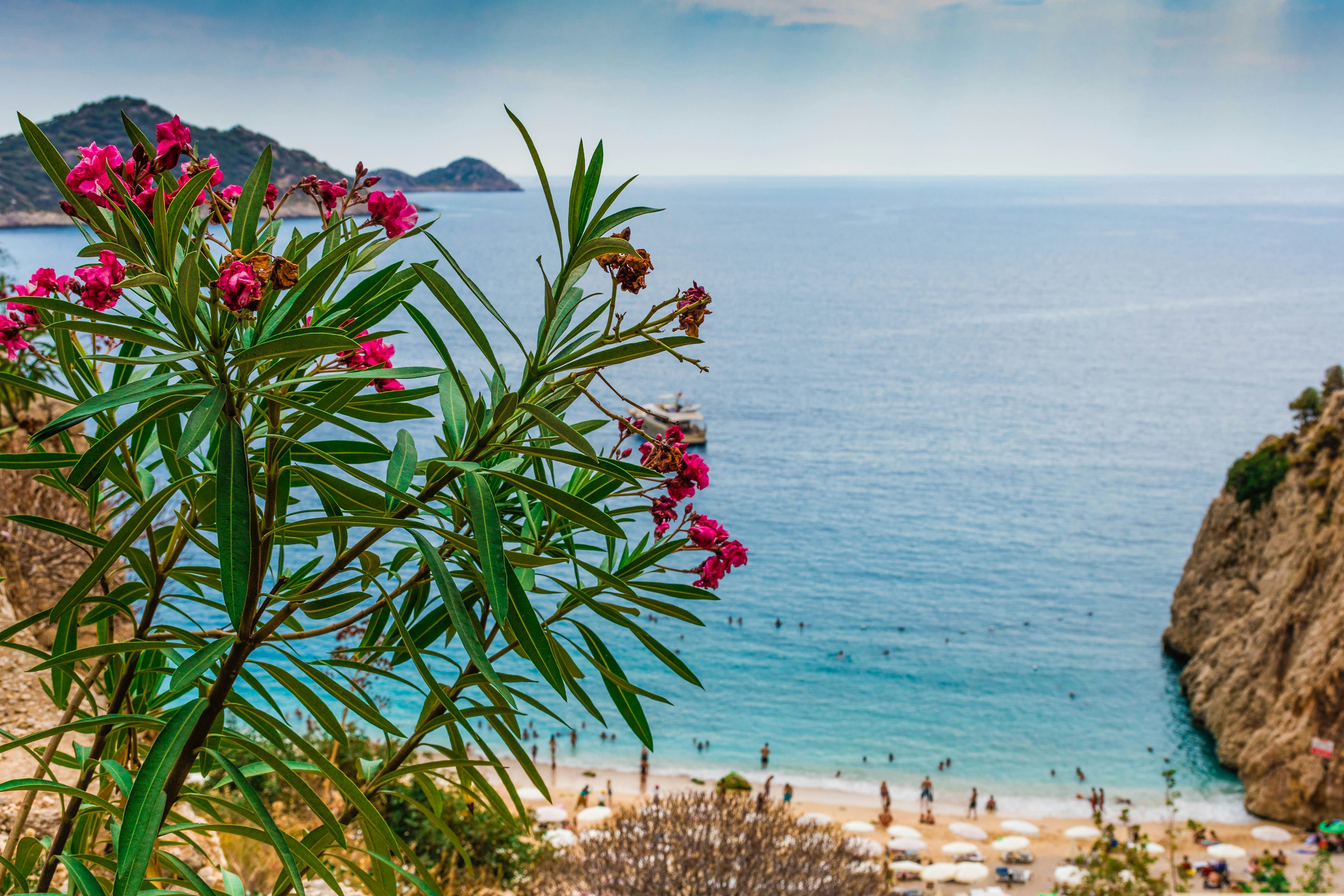 Vy över medelhavsstranden omgiven av klippor med rosa oleander i förgrunden och badgäster i det azurblå vattnet i Antalya.