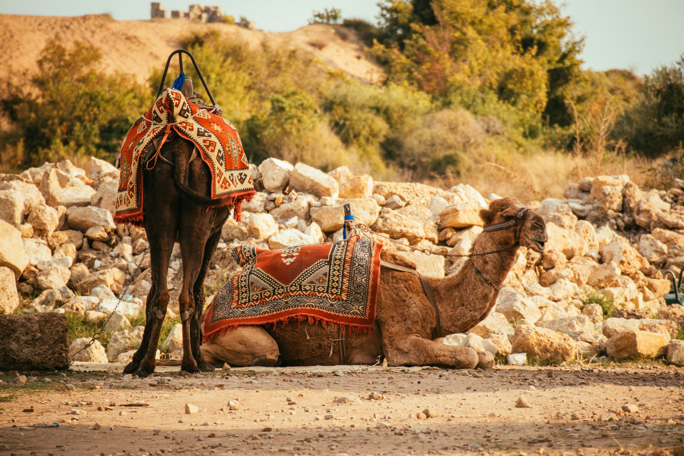 Knäböjande kamel med traditionell sadel och täcke i ökenlandskap i Side, Turkiet.