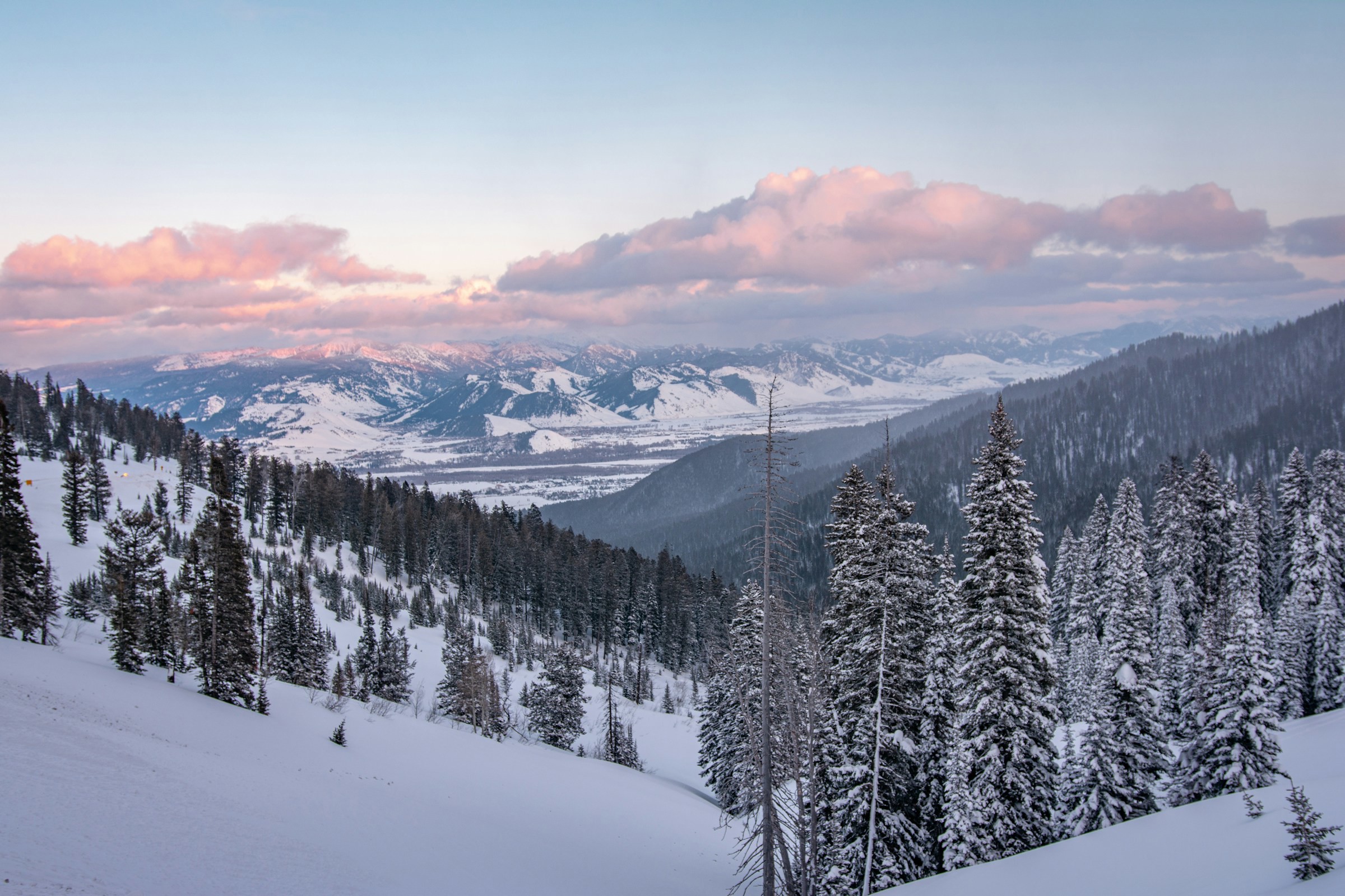 Vinterlandskap i Jackson Hole med snötäckta granar vid skymning, med utsikt över ett bergspass och rosa moln på himlen.