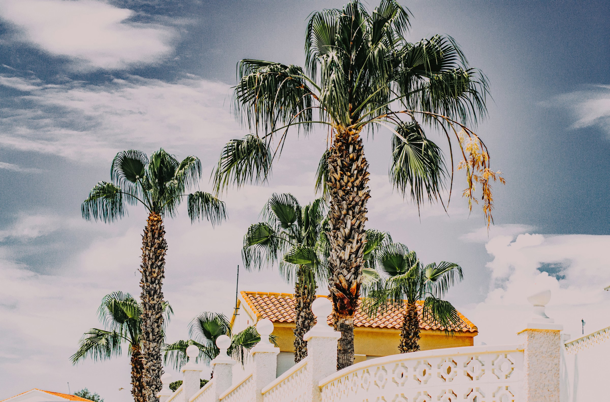 Palmer mot en blå himmel ovanför en vit mur vid en Medelhavsinspirerad villa i Torrevieja.